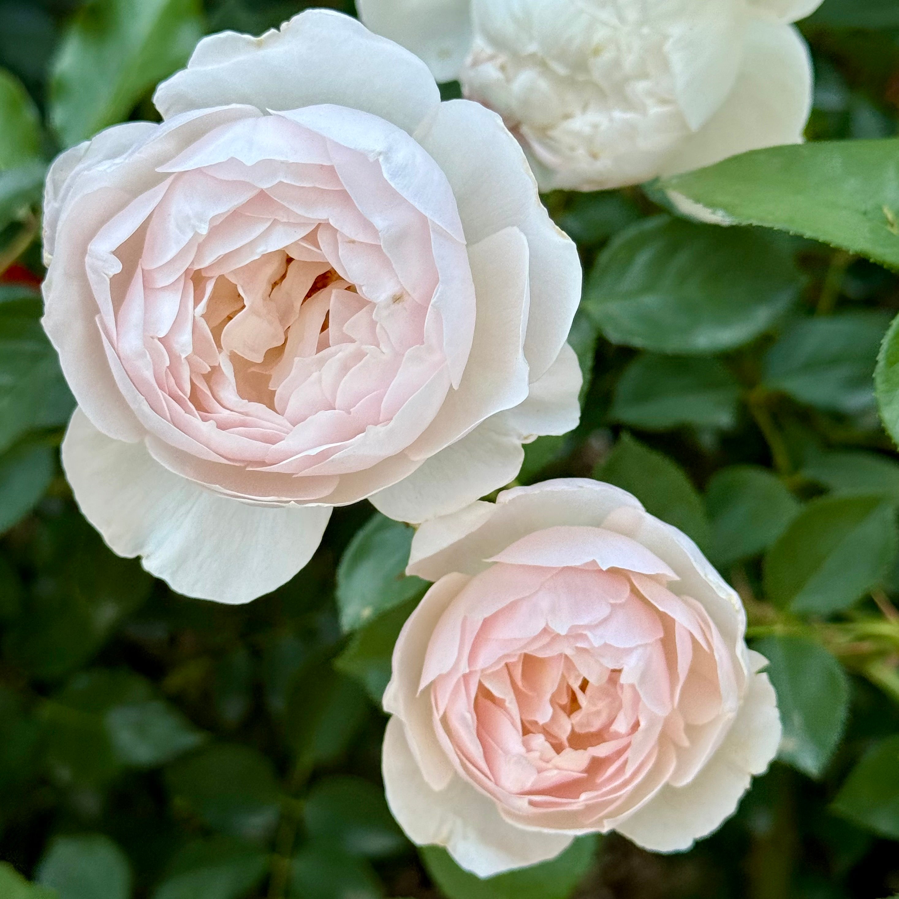 David Austin® Desdemona® Potted Tree Rose