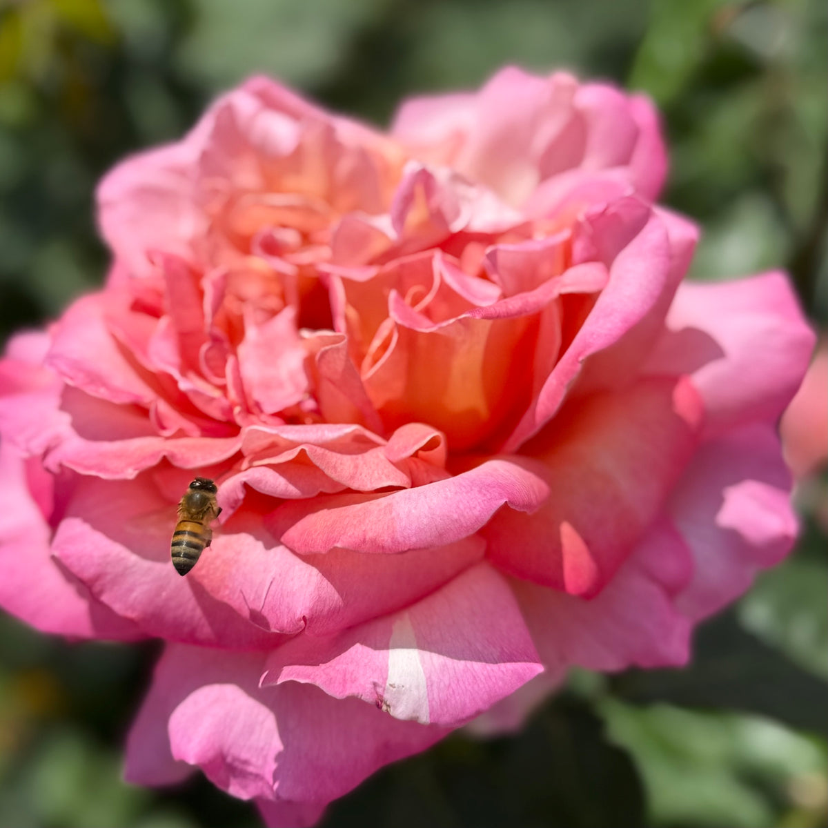 Chicago Peace Bare Root Rose Bush