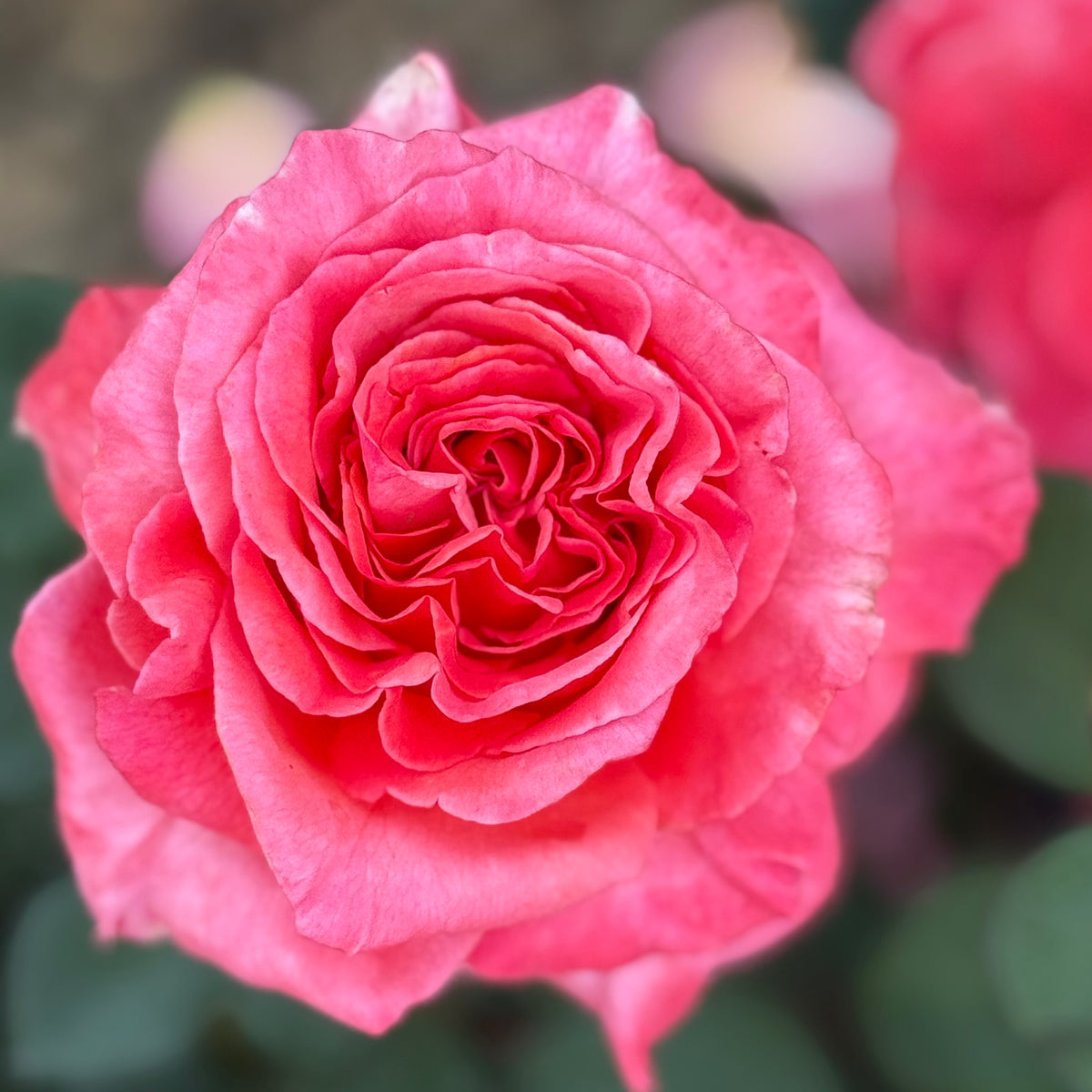 Sedona® Bare Root Tree Rose