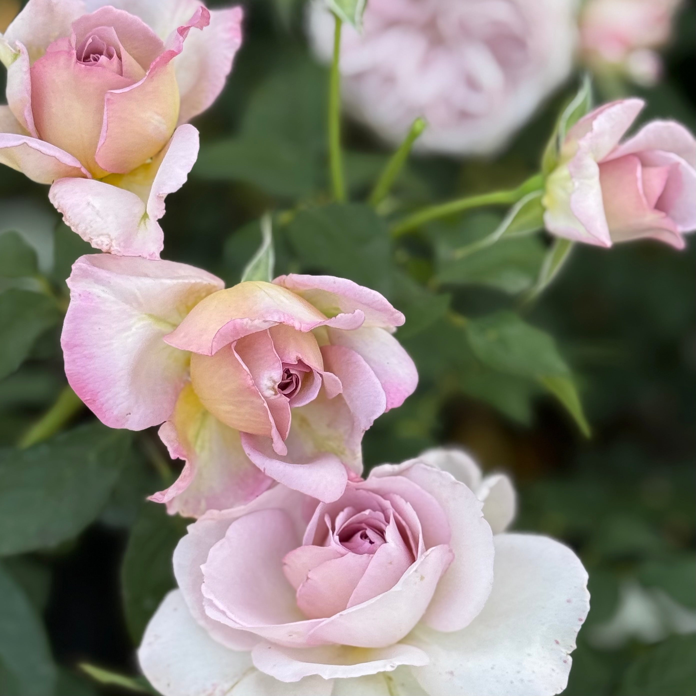 Silver Lining™ Potted Rose Bush