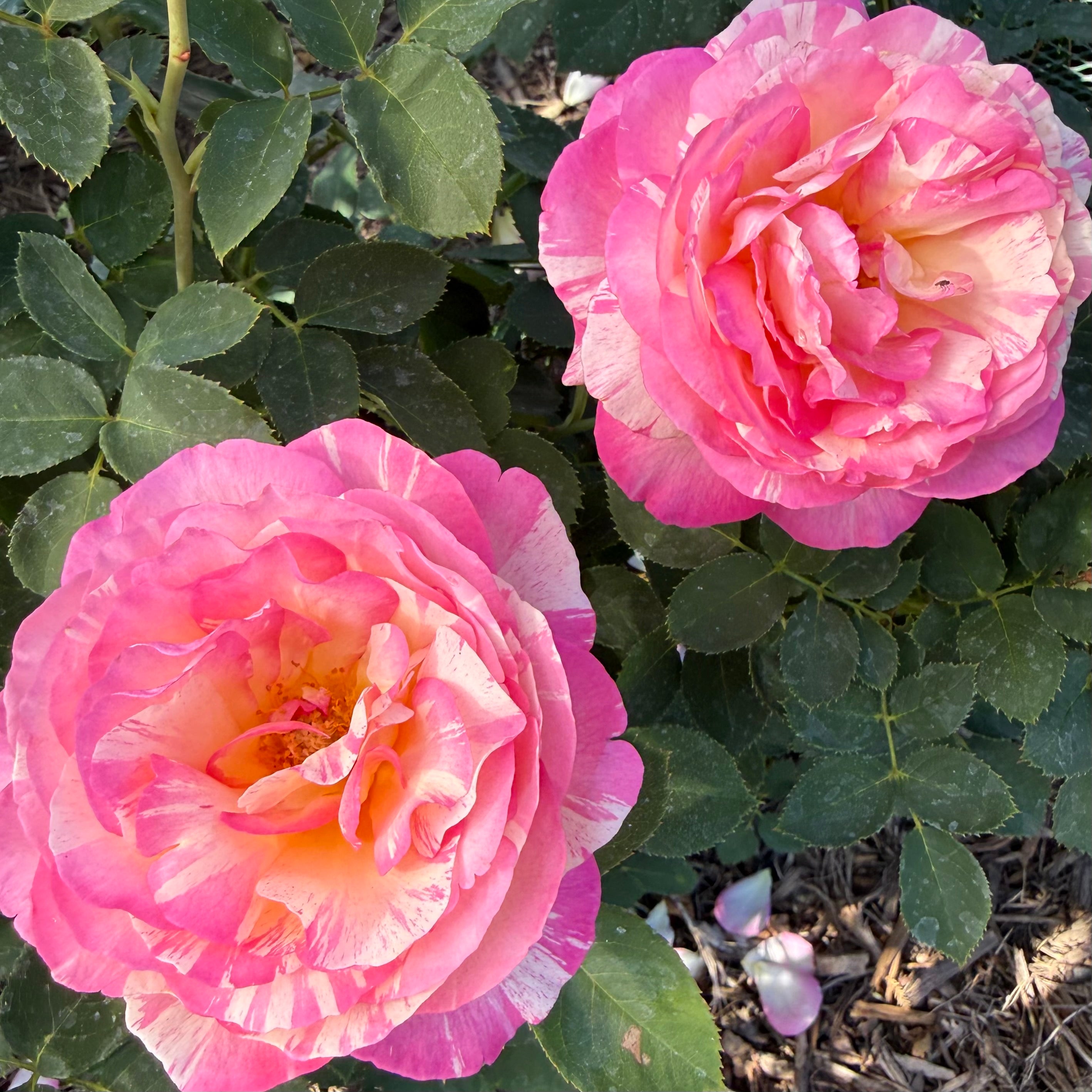 Marc Chagall ™ Potted Rose Bush
