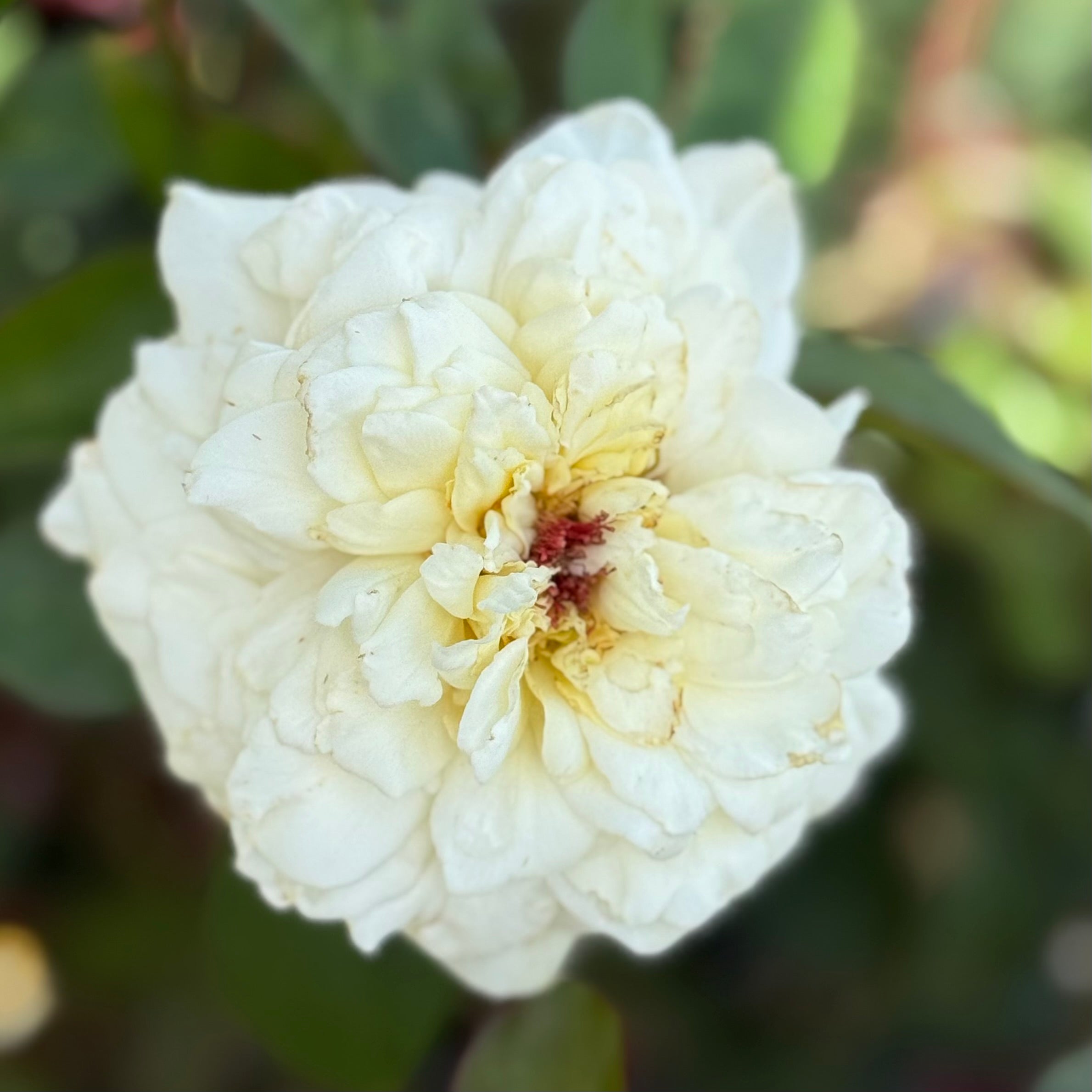 John F. Kennedy Potted Rose Bush