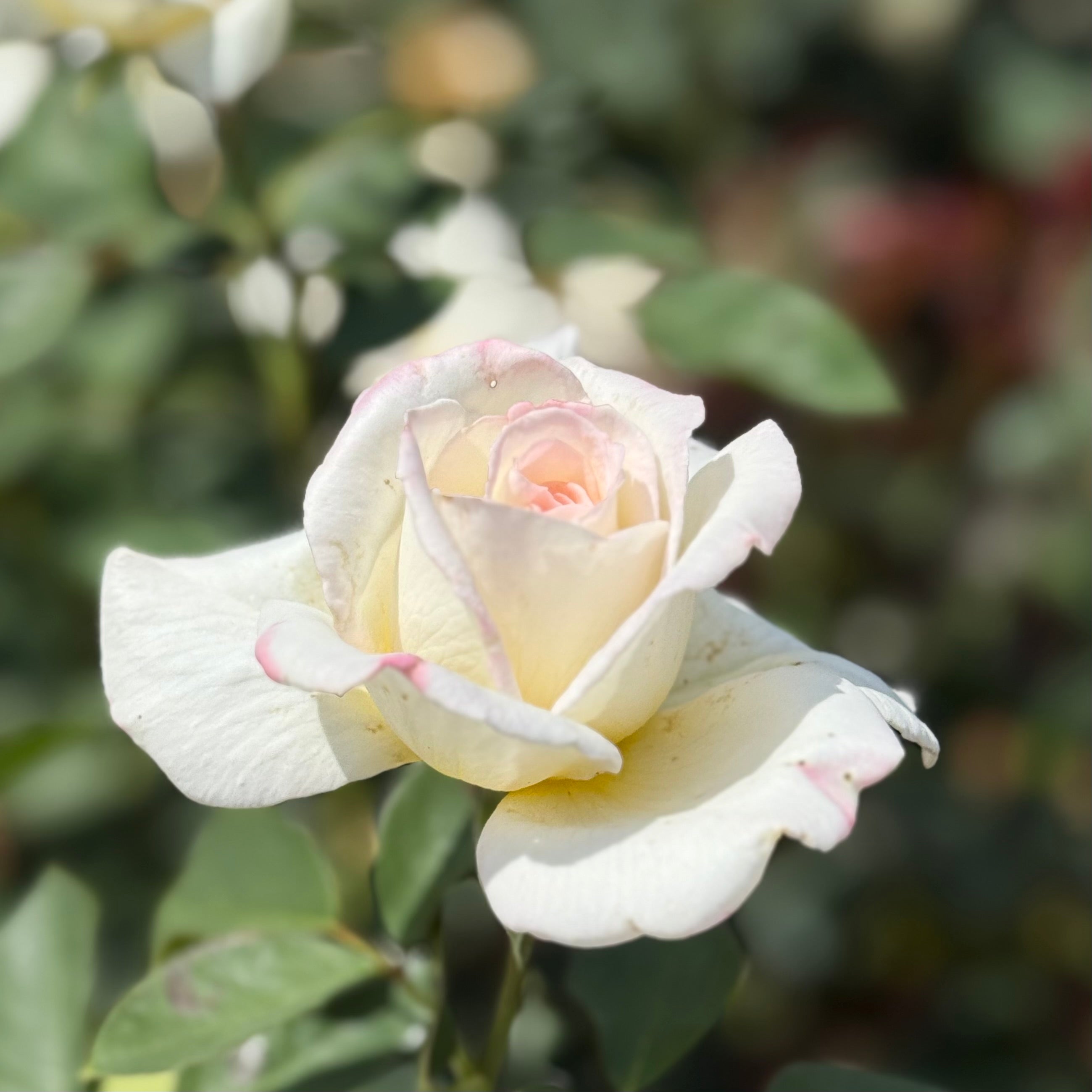 Secret's Out! ™ Potted Rose Bush