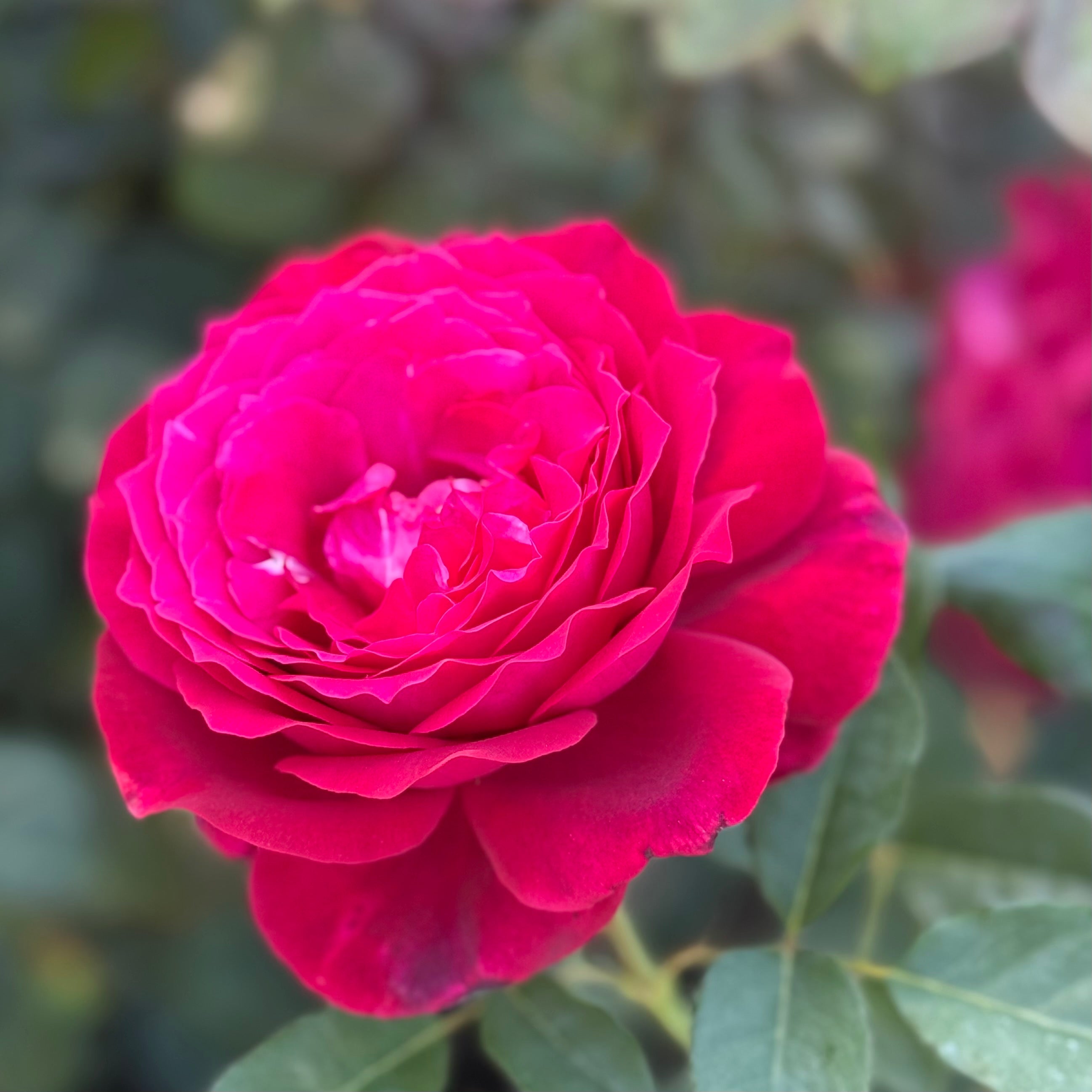 Janice Kellogg® Potted Rose Bush