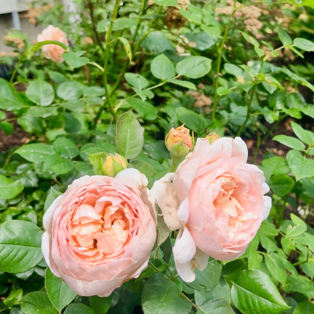 David Austin® Ambridge® Potted Rose Bush