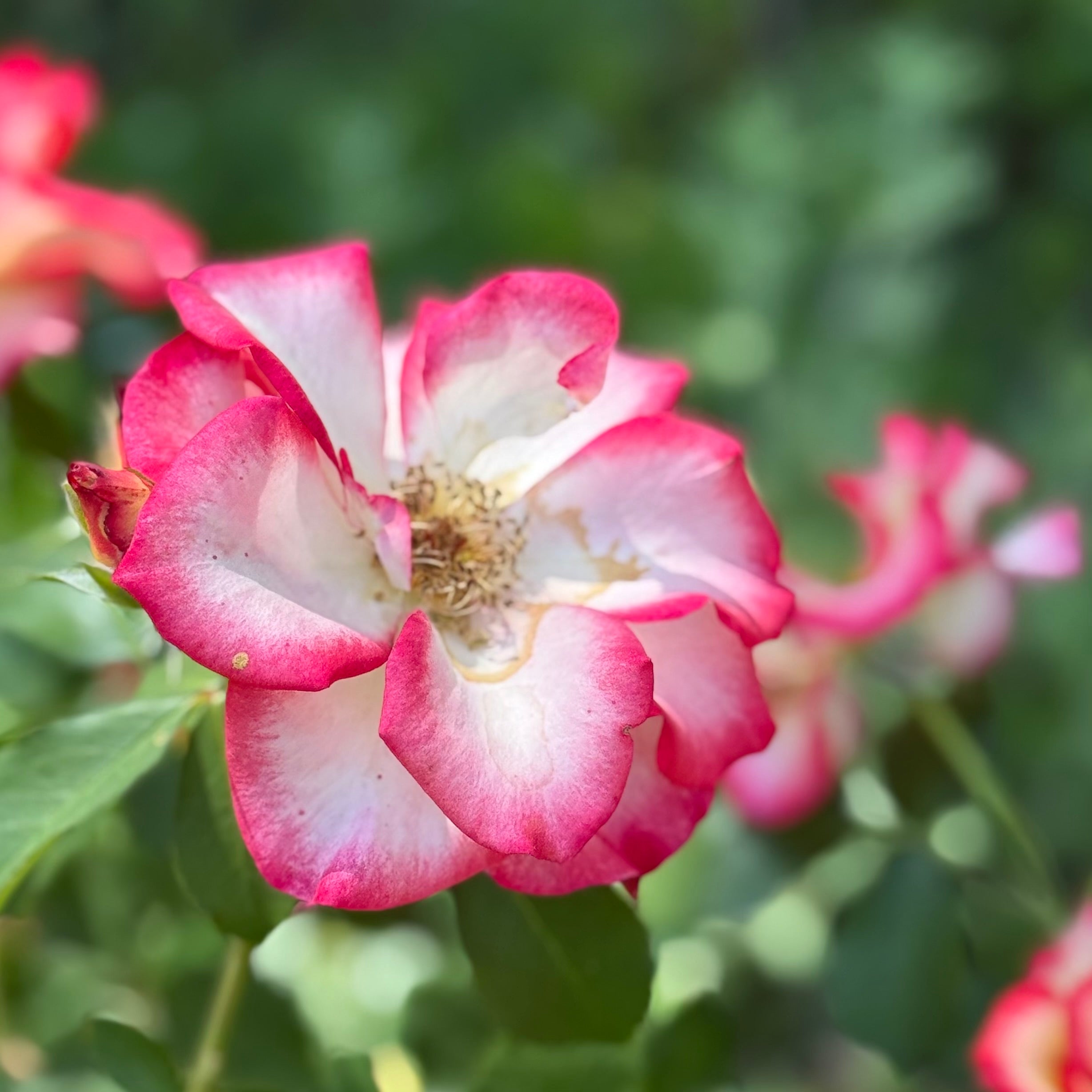 Betty Boop Potted Rose Bush