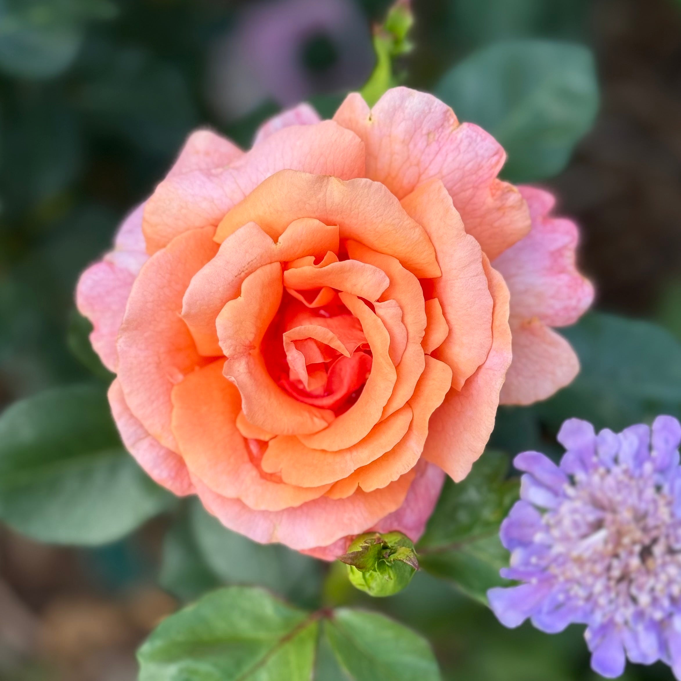 Easy Does It® Potted Tree Rose