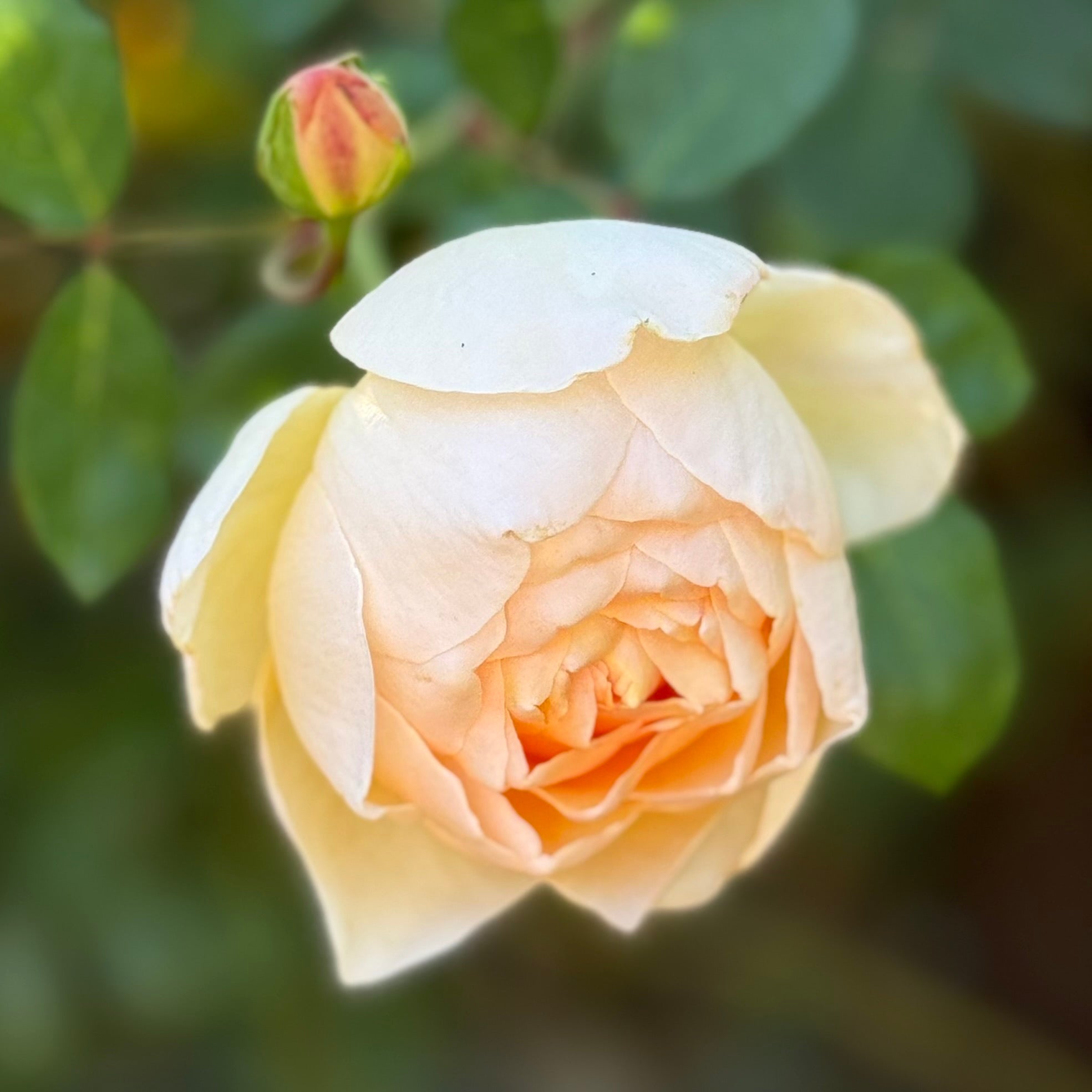 David Austin® Jude the Obscure® Potted Rose Bush
