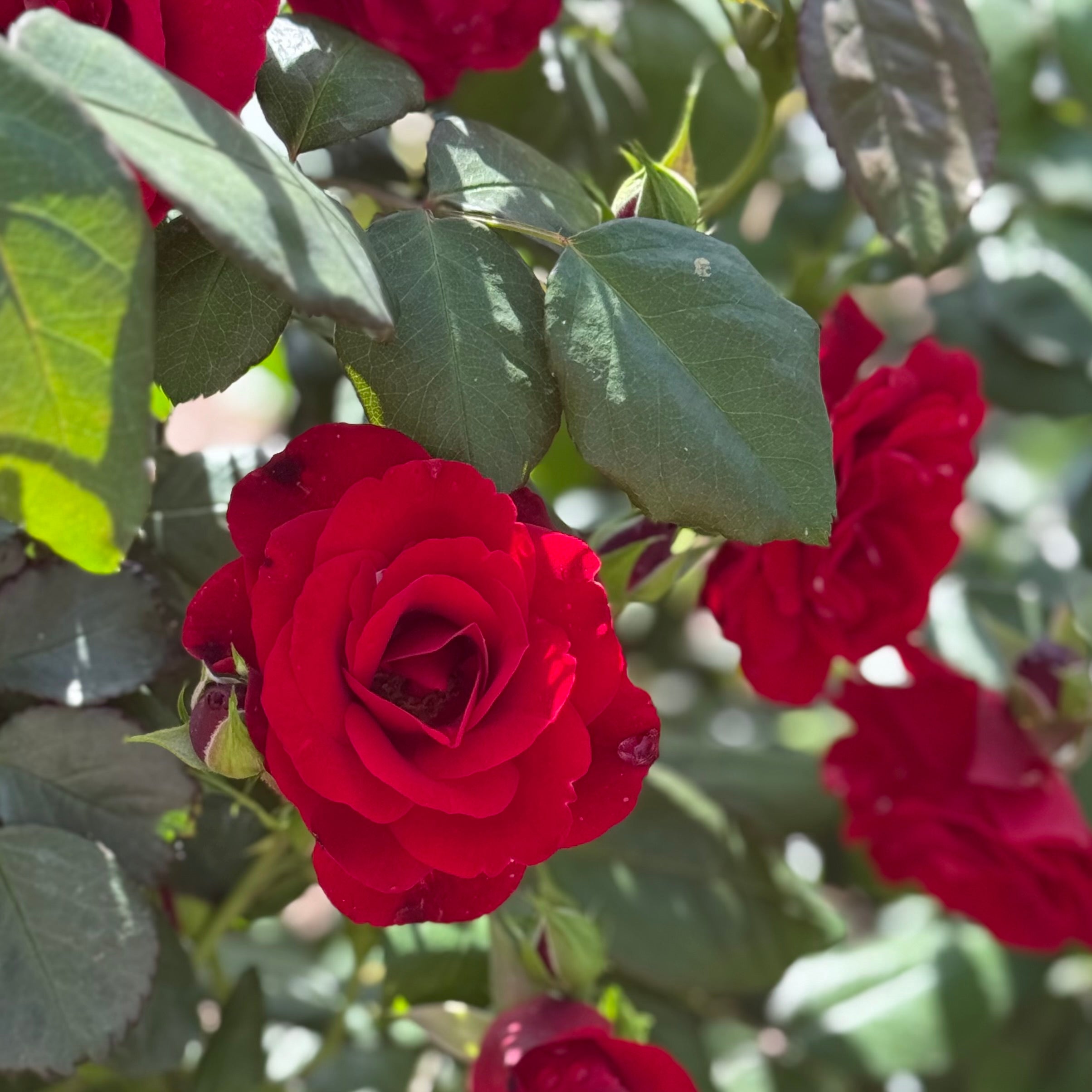 Europeana Potted Rose Bush