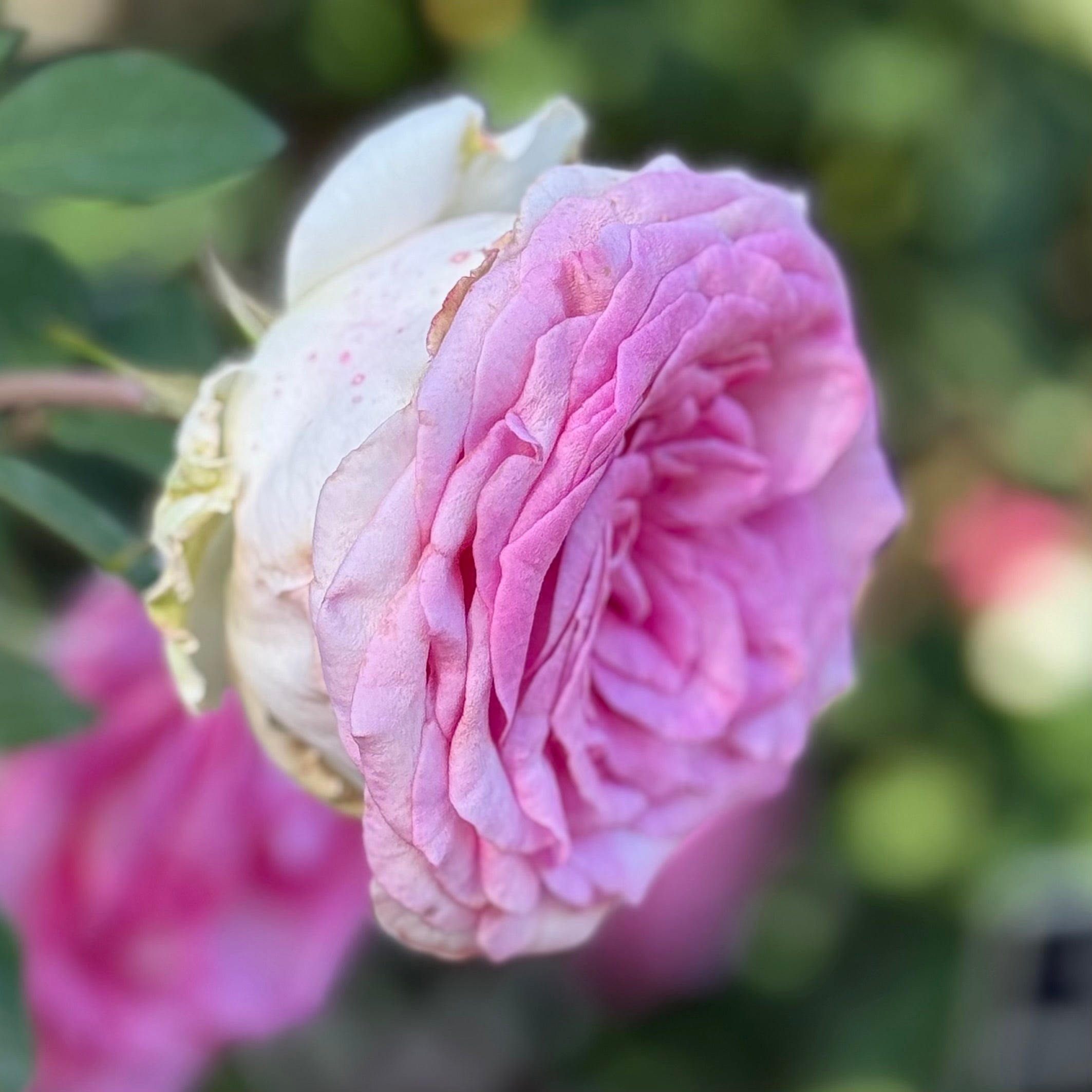 Eleganza® Beverly™ Potted Rose Bush