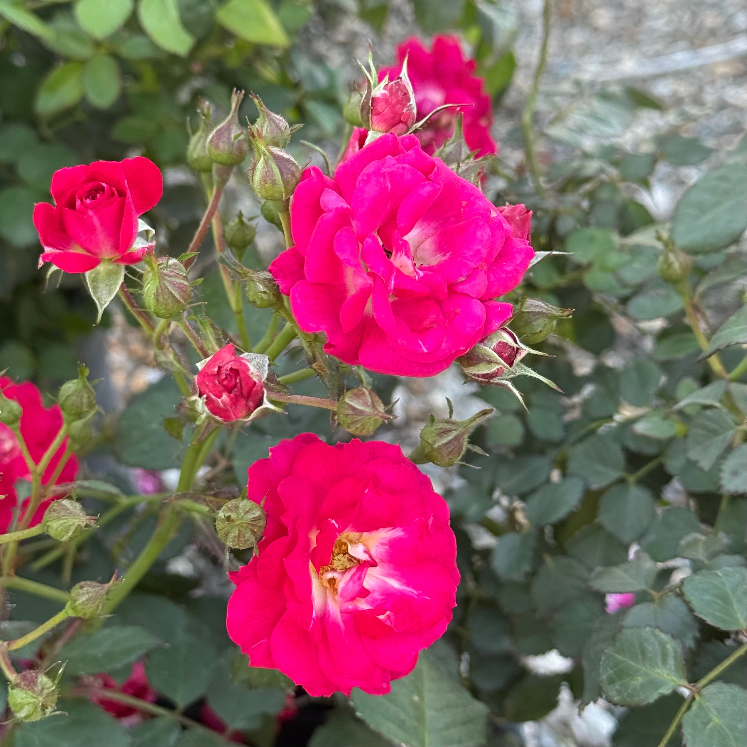 Children's Hope™ Potted Rose Bush