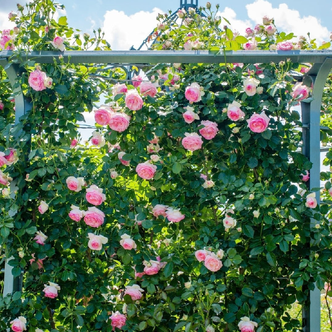 Eden Climber® Potted Climbing Rose
