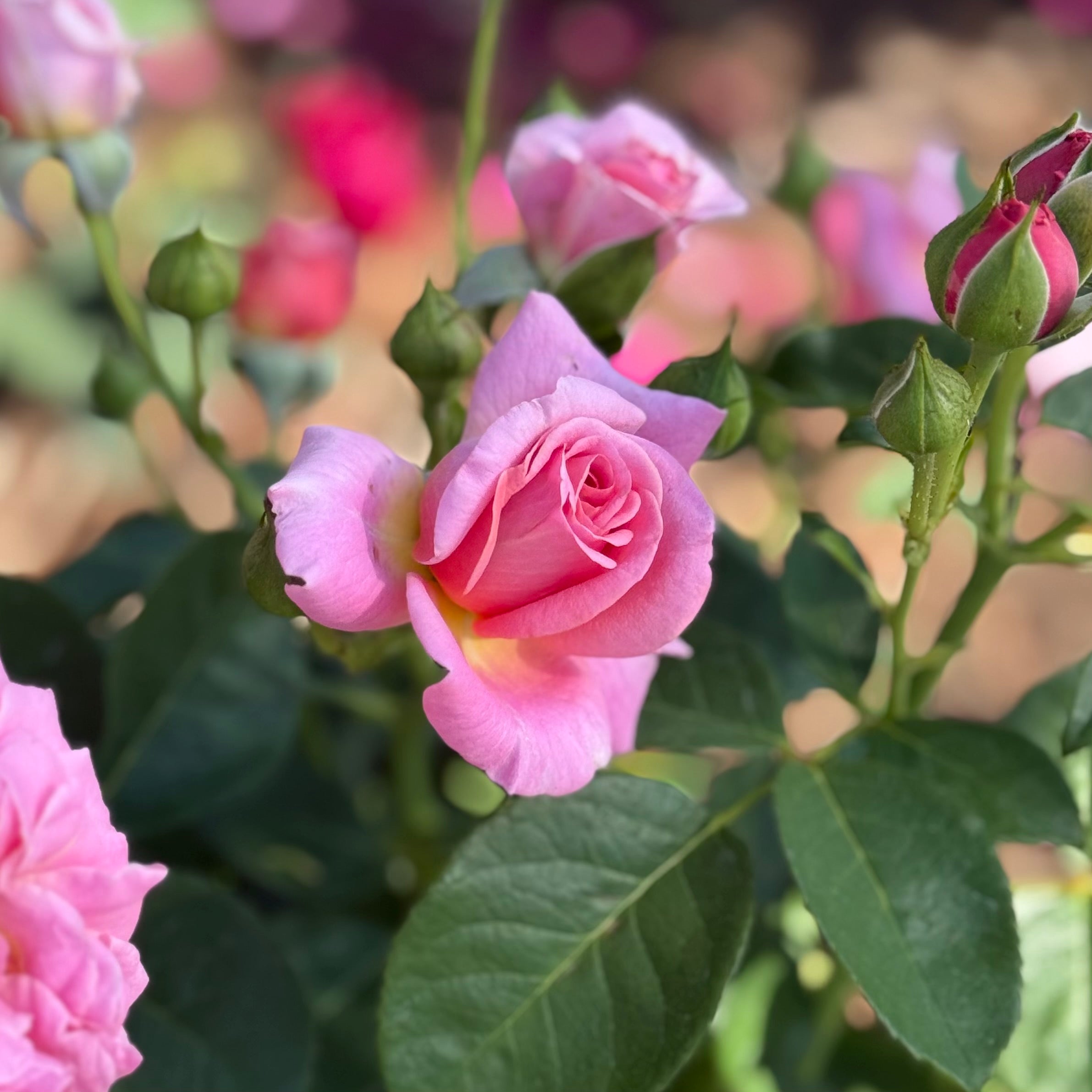 Time After Time™ Potted Tree Rose