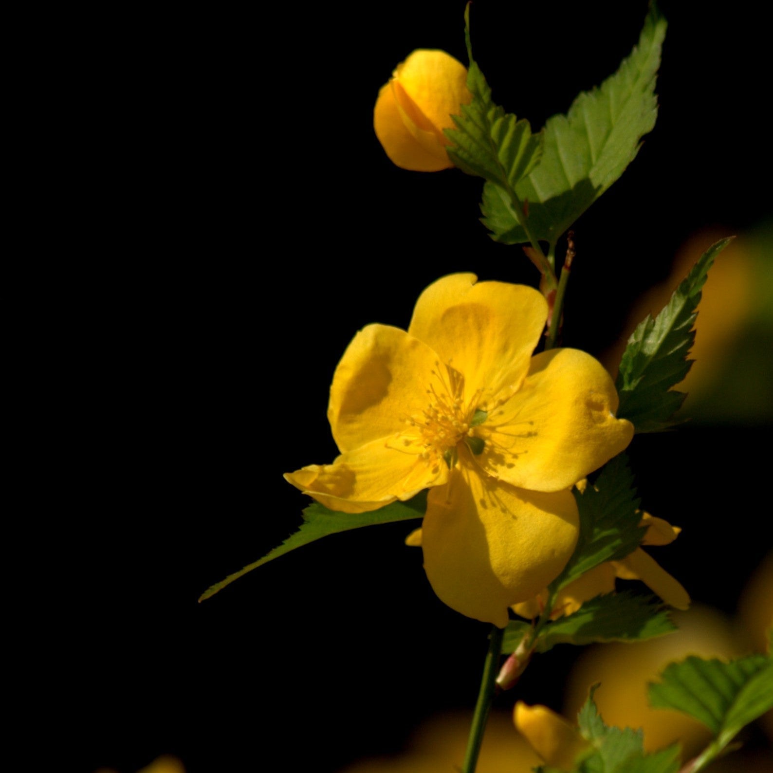 Kerria japonica 'Golden Guinea' Potted Kerria Plant