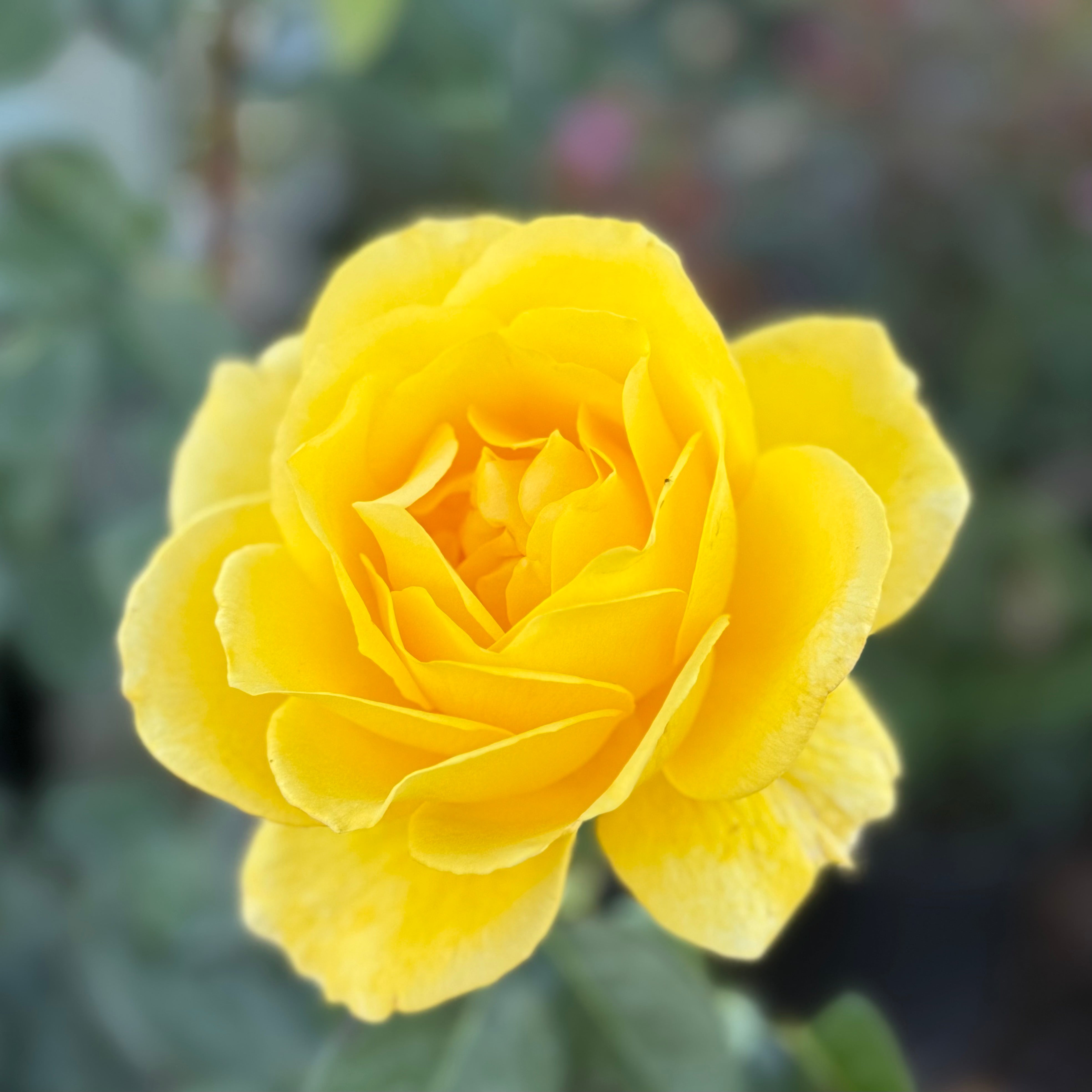 Quest for Zest™ Potted Tree Rose