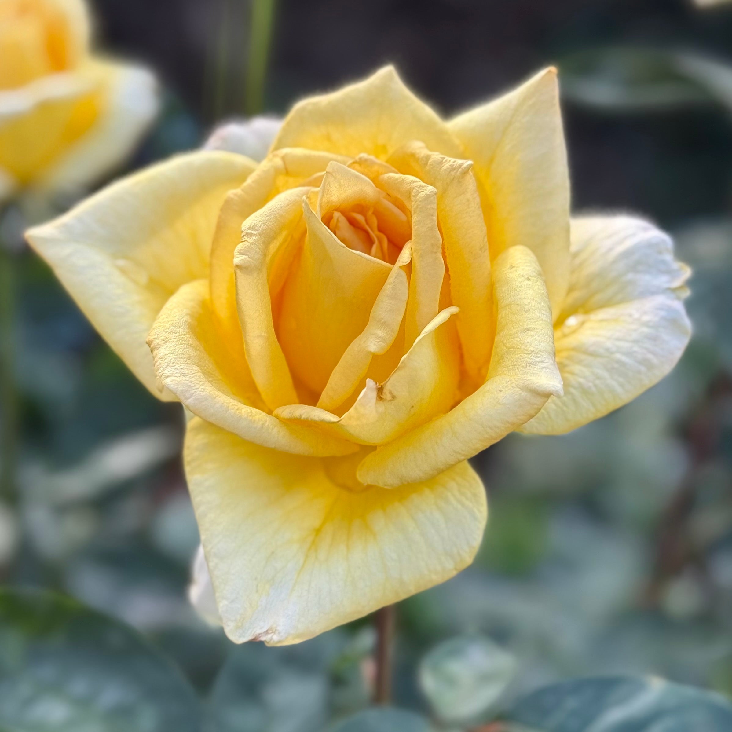 Oregold ™ Potted Rose Bush