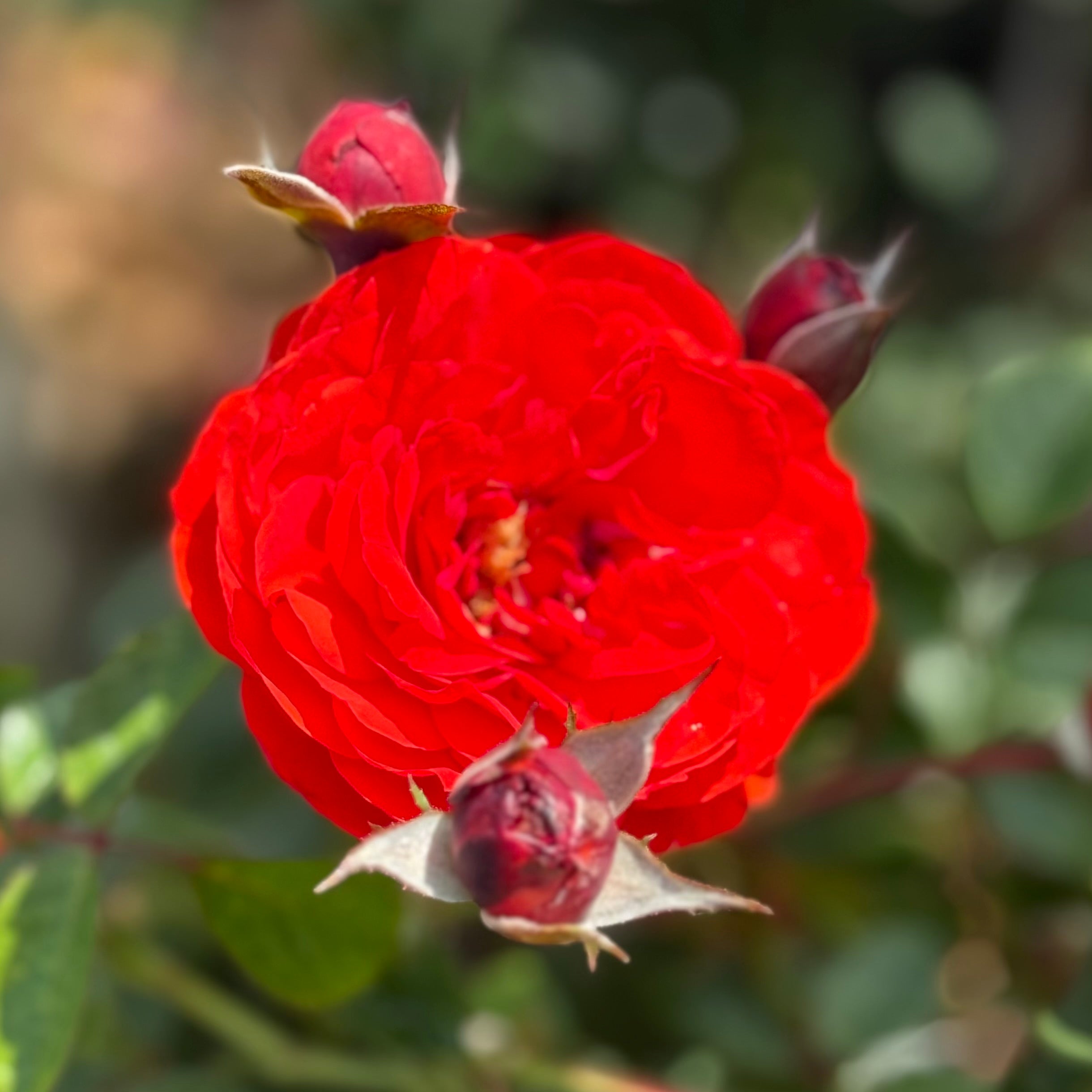 Trumpeter Potted Rose Bush