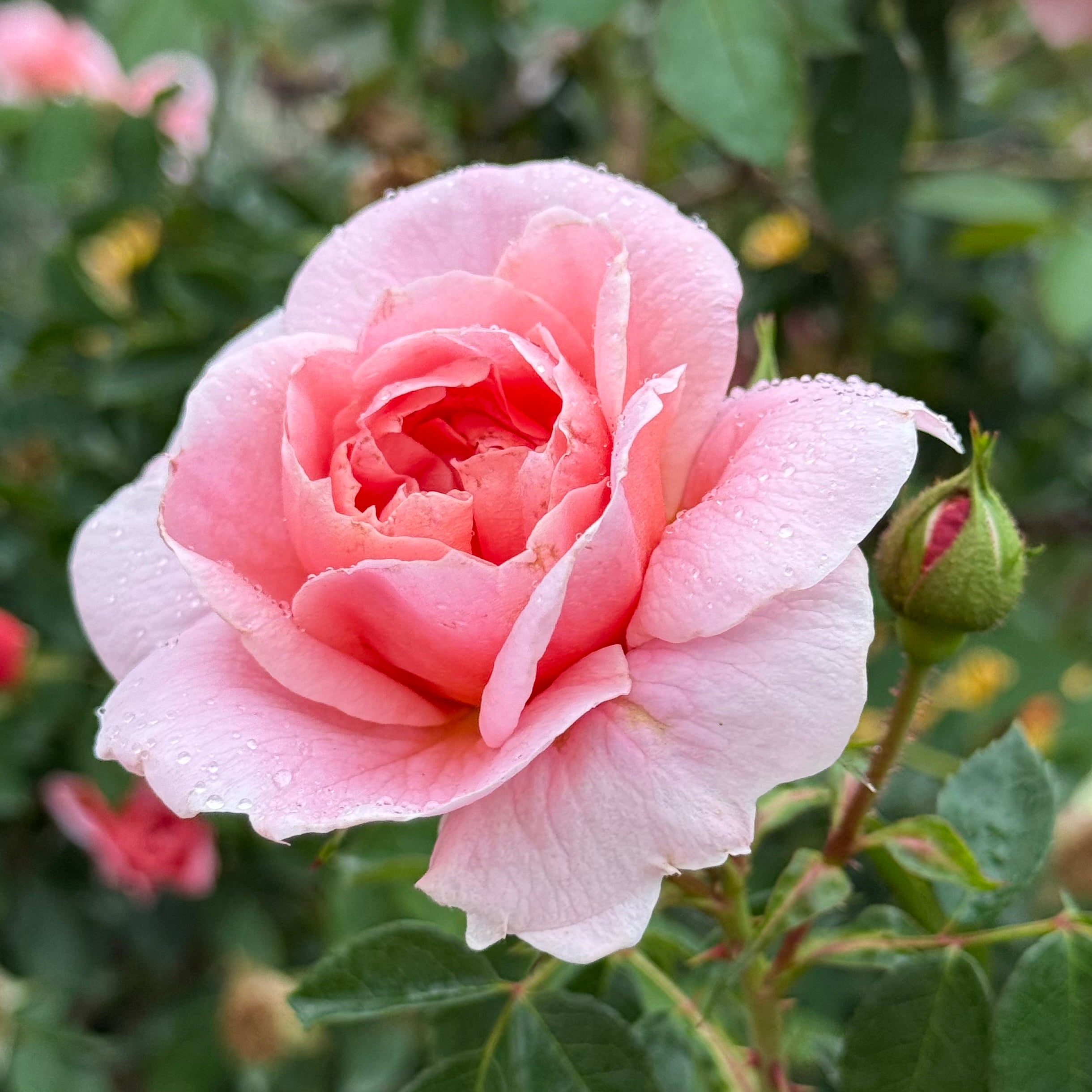 Colette™ Potted Climbing Rose