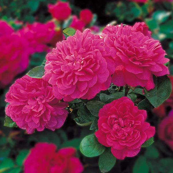 FLASH SALE - 2 Pack David Austin® The Alnwick® & Sophy's Rose Potted Rose Bushes