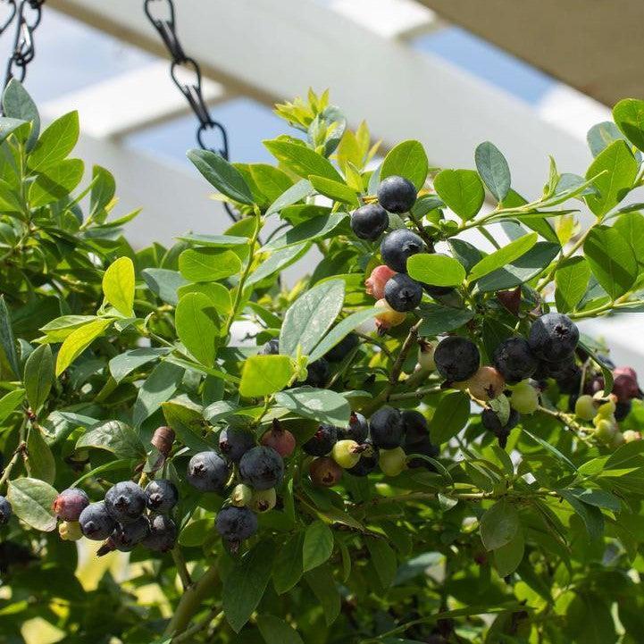 Blueberry Bushel & Berry® Sapphire Cascade® Cascading Potted Blueberry Plant