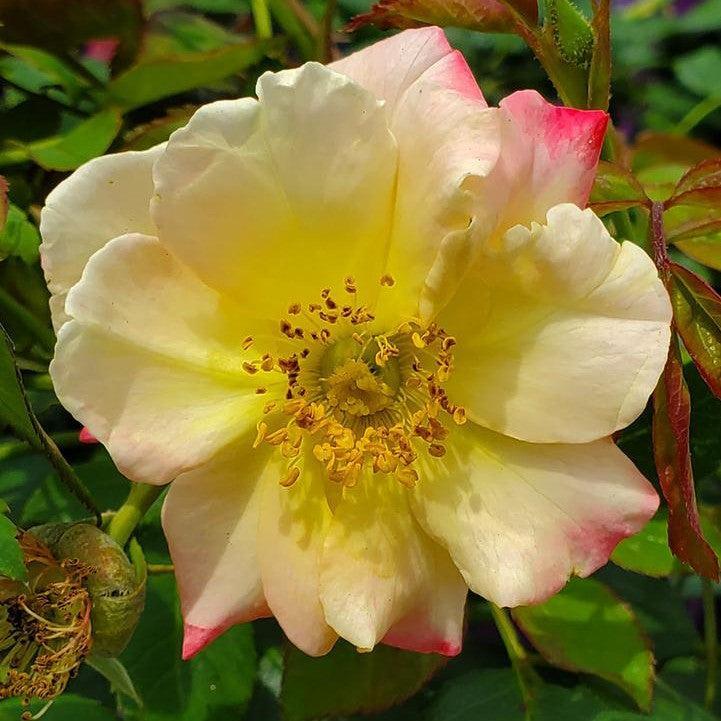 Rosa 'CA 29' - Campfire Rose