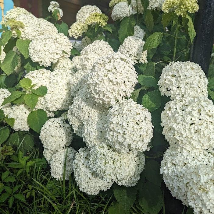 Hydrangea Annabelle Potted Smooth Hydrangea Bush
