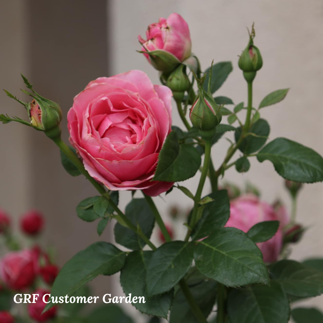 All Dressed Up™ Bare Root Tree Rose
