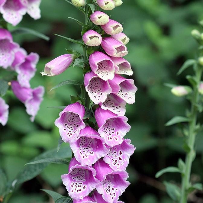 Foxglove Dalmatian Purple Potted Foxglove Plant