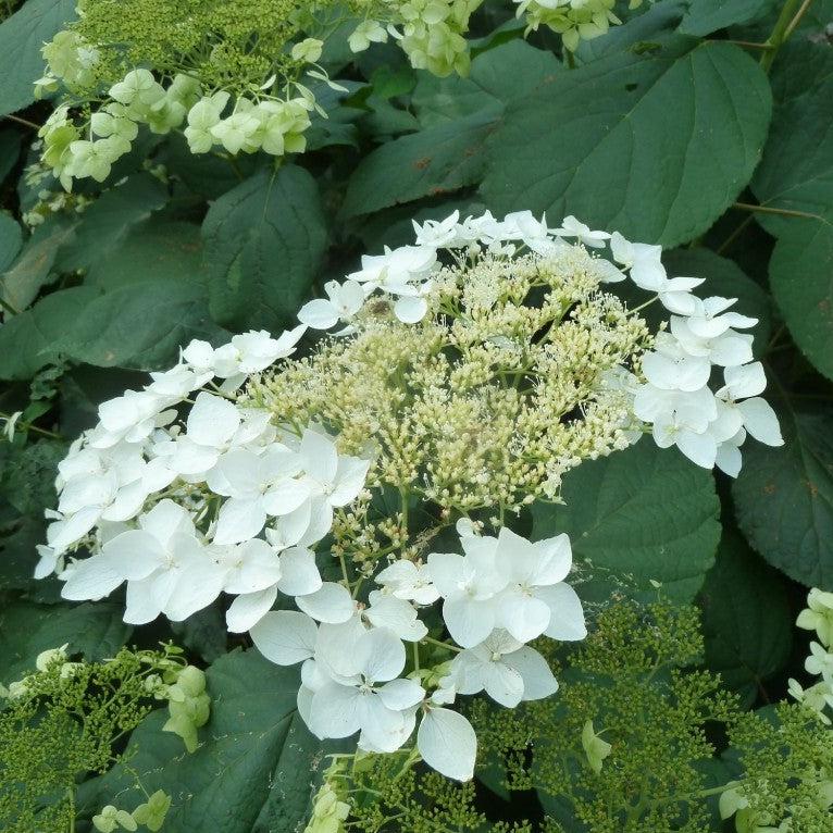 Hydrangea Haas Halo Potted Smooth Hydrangea Bush