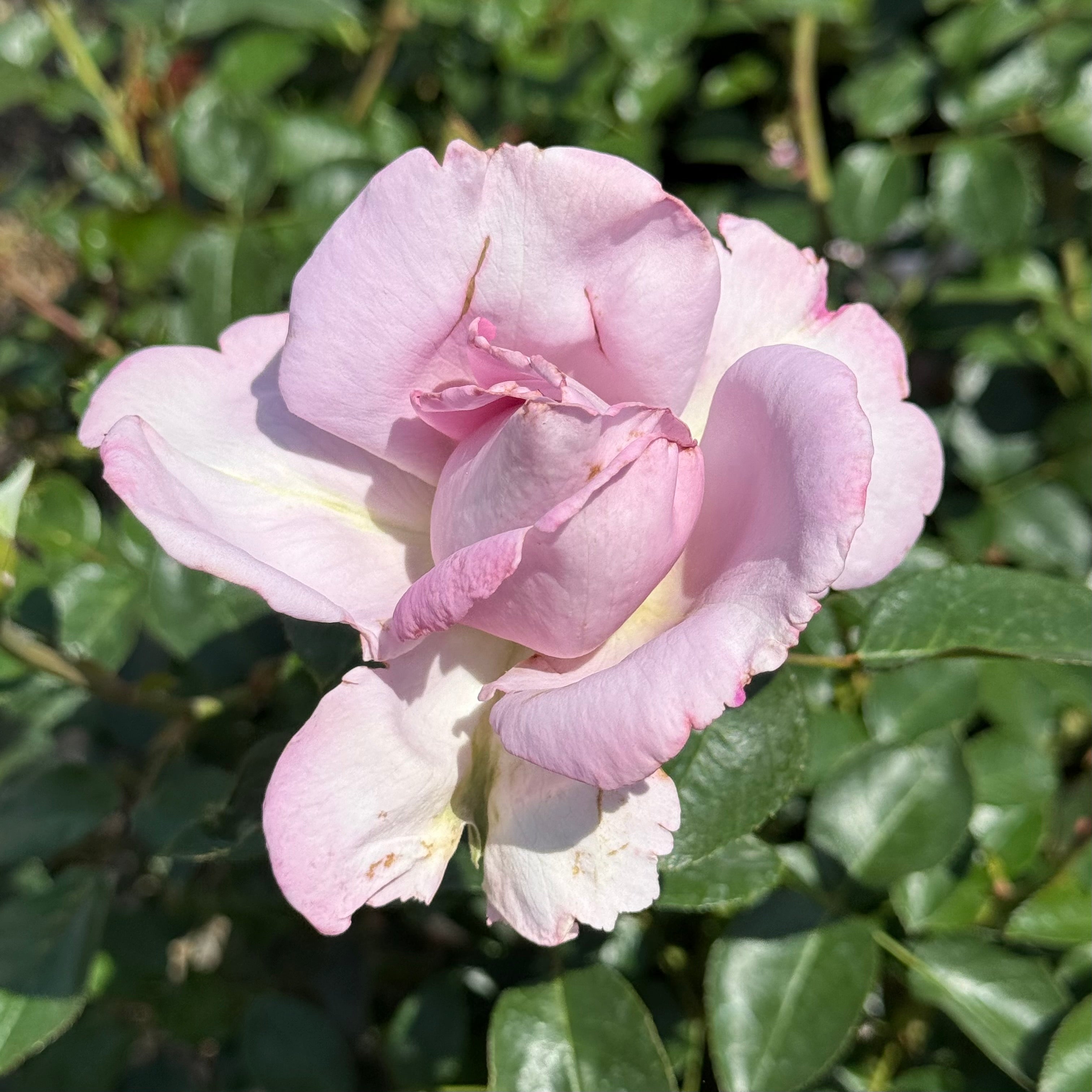 Le Petit Prince™ Potted Rose Bush