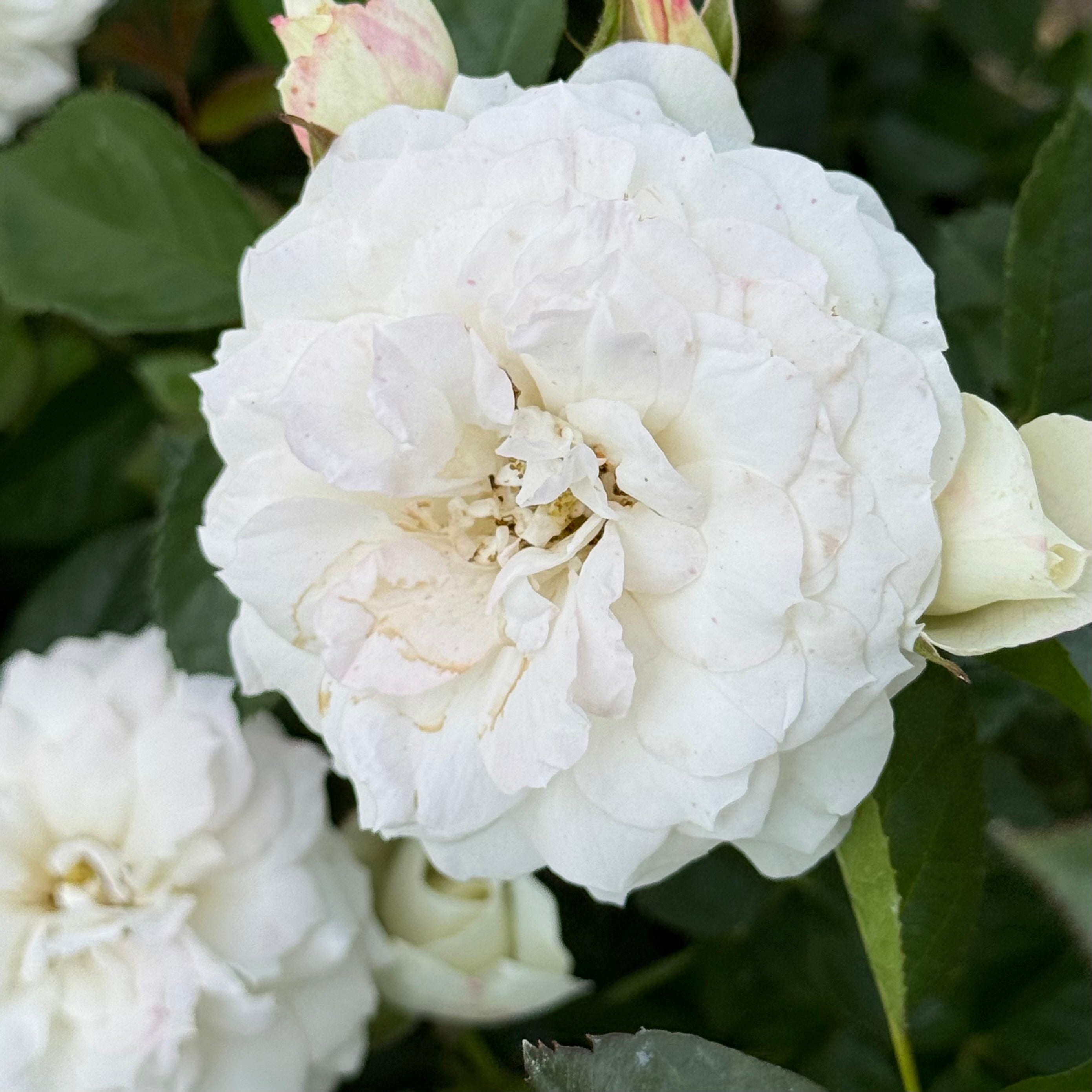 Veranda® White Potted Rose Bush