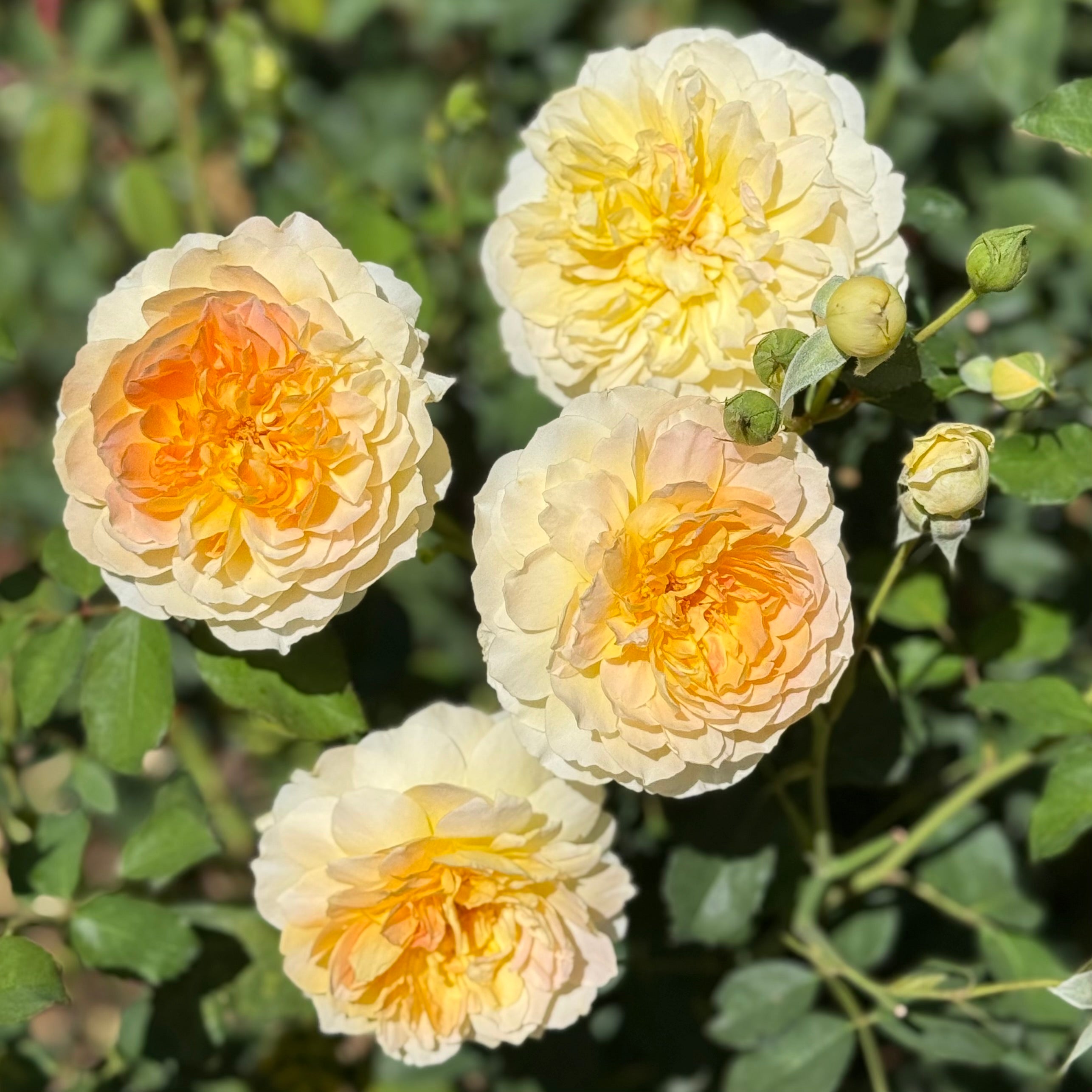 David Austin® Golden Celebration® Potted Climbing Rose