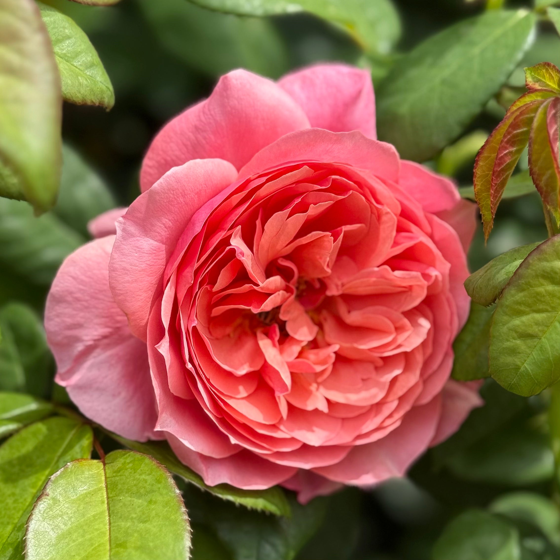 Uptown Girl® Potted Tree Rose