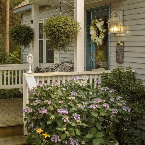 Hydrangea Tuff Stuff™ Potted Mountain Hydrangea Bush