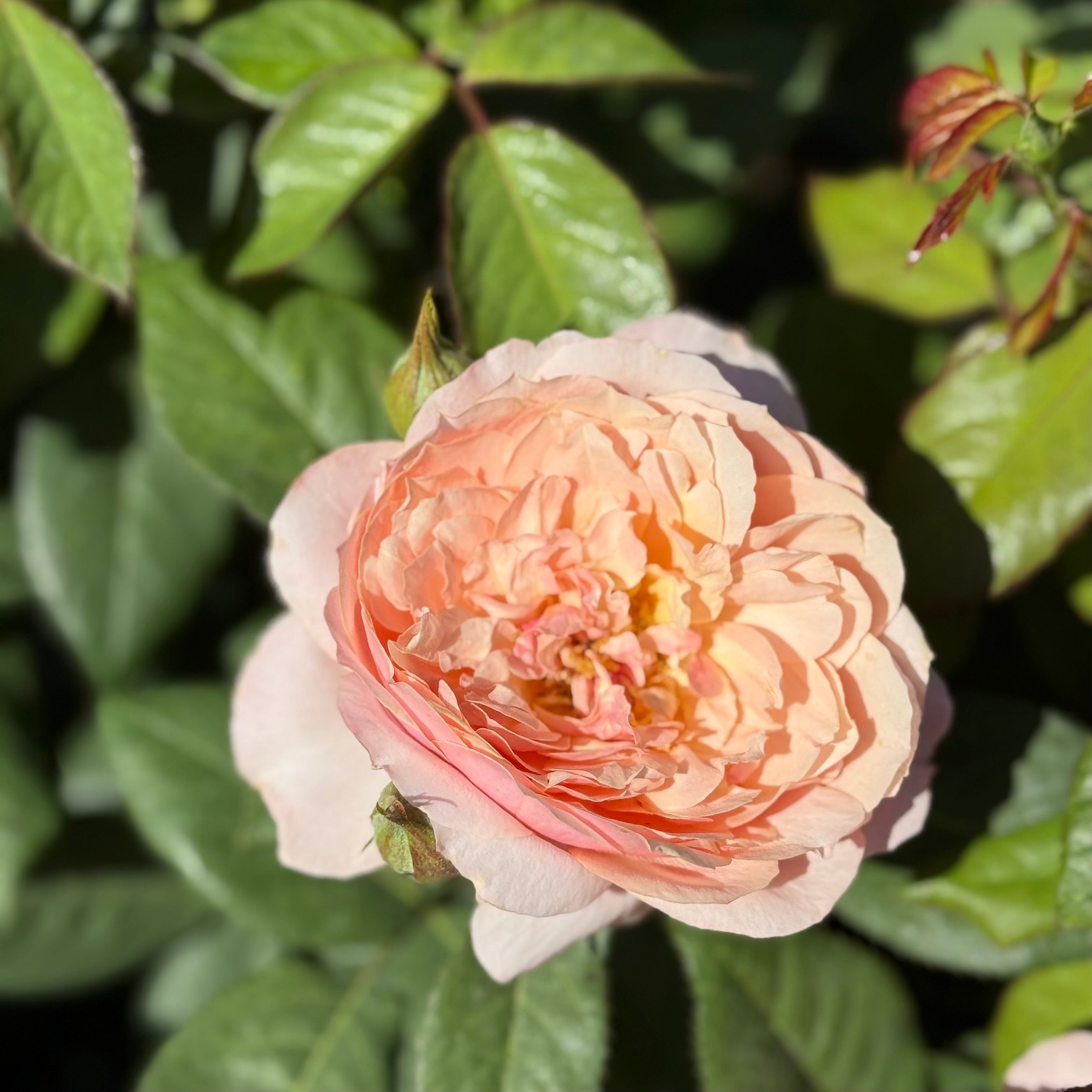 State of Grace ™ Potted Rose Bush