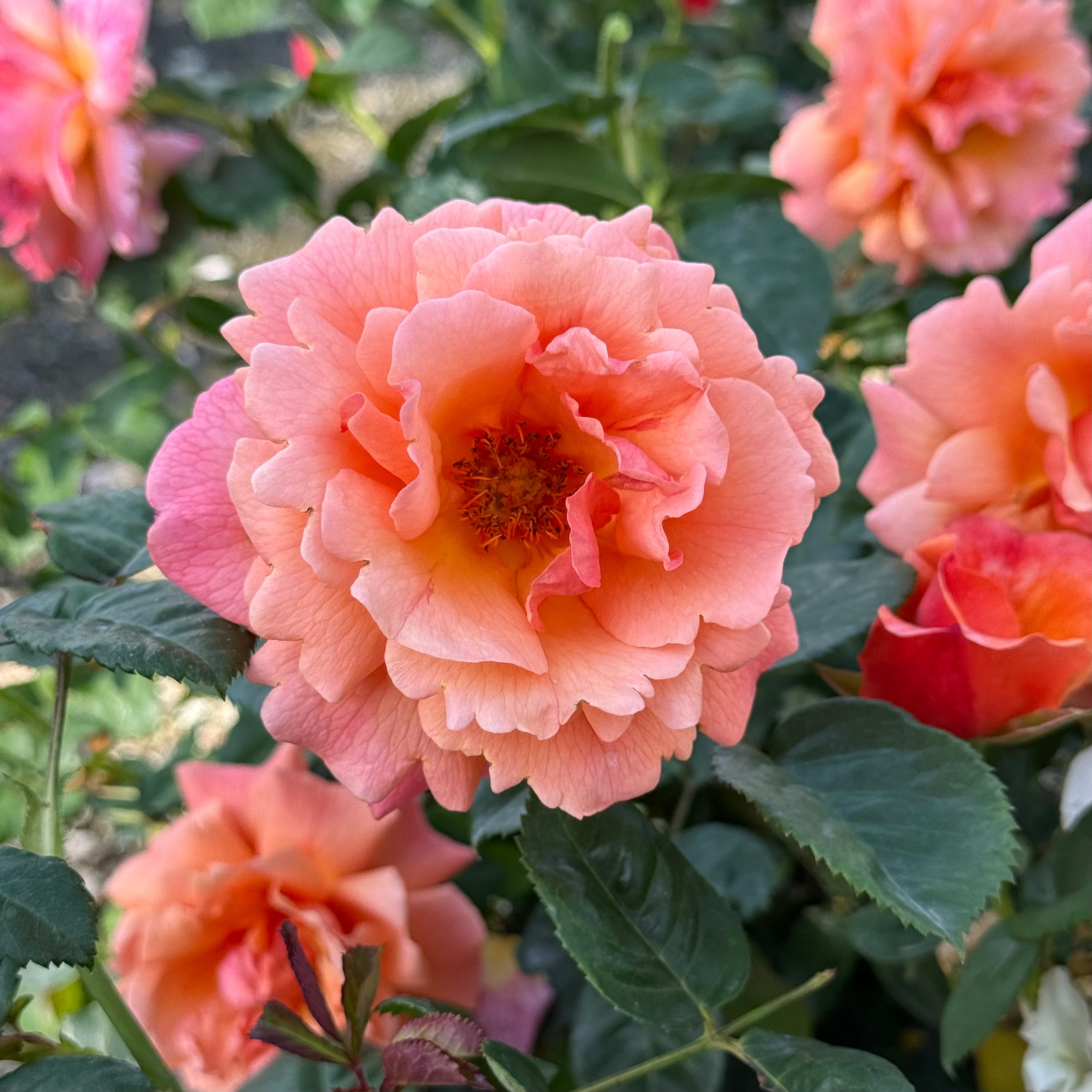 Easy Does It® Potted Rose Bush