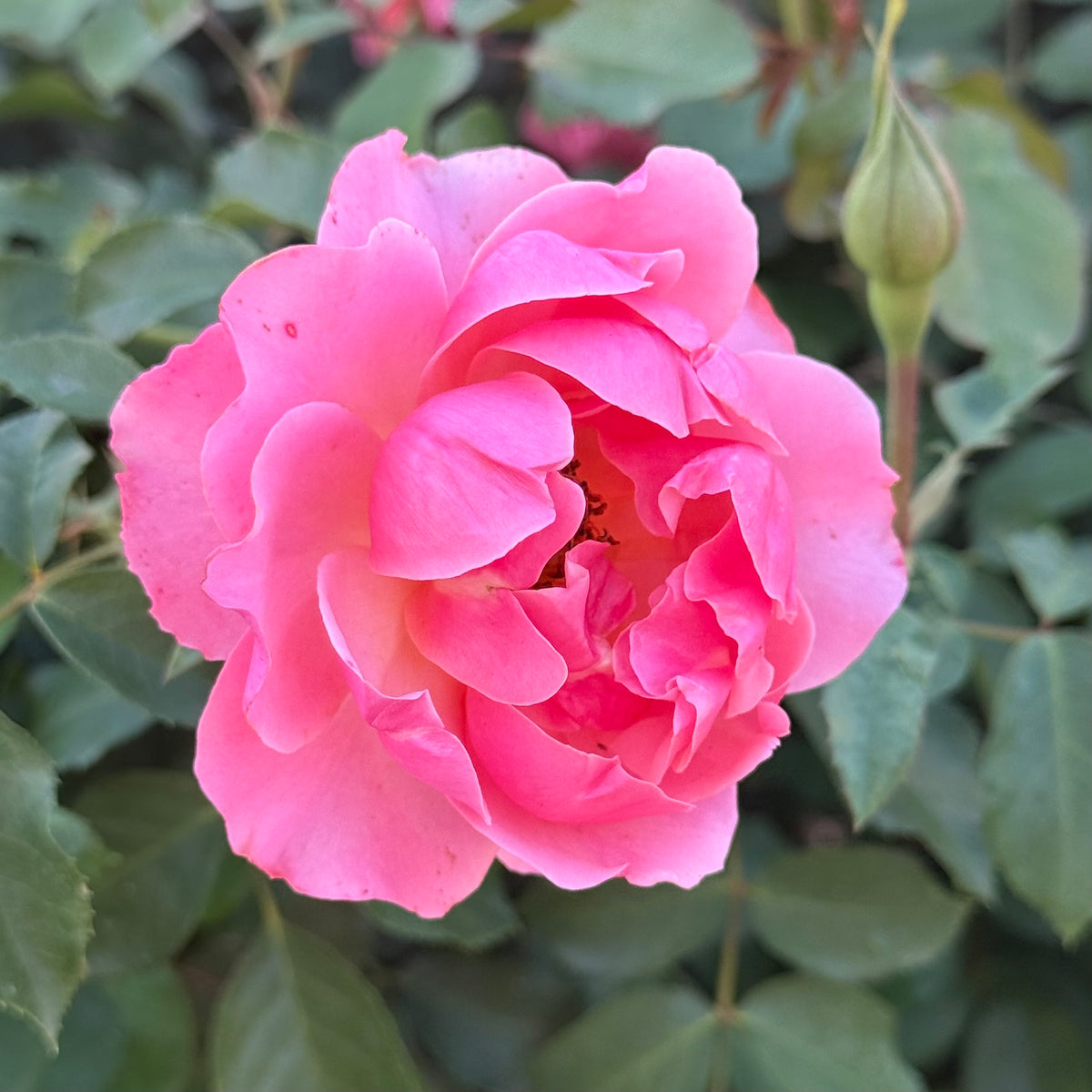 Tequila® Supreme Bare Root Rose Bush