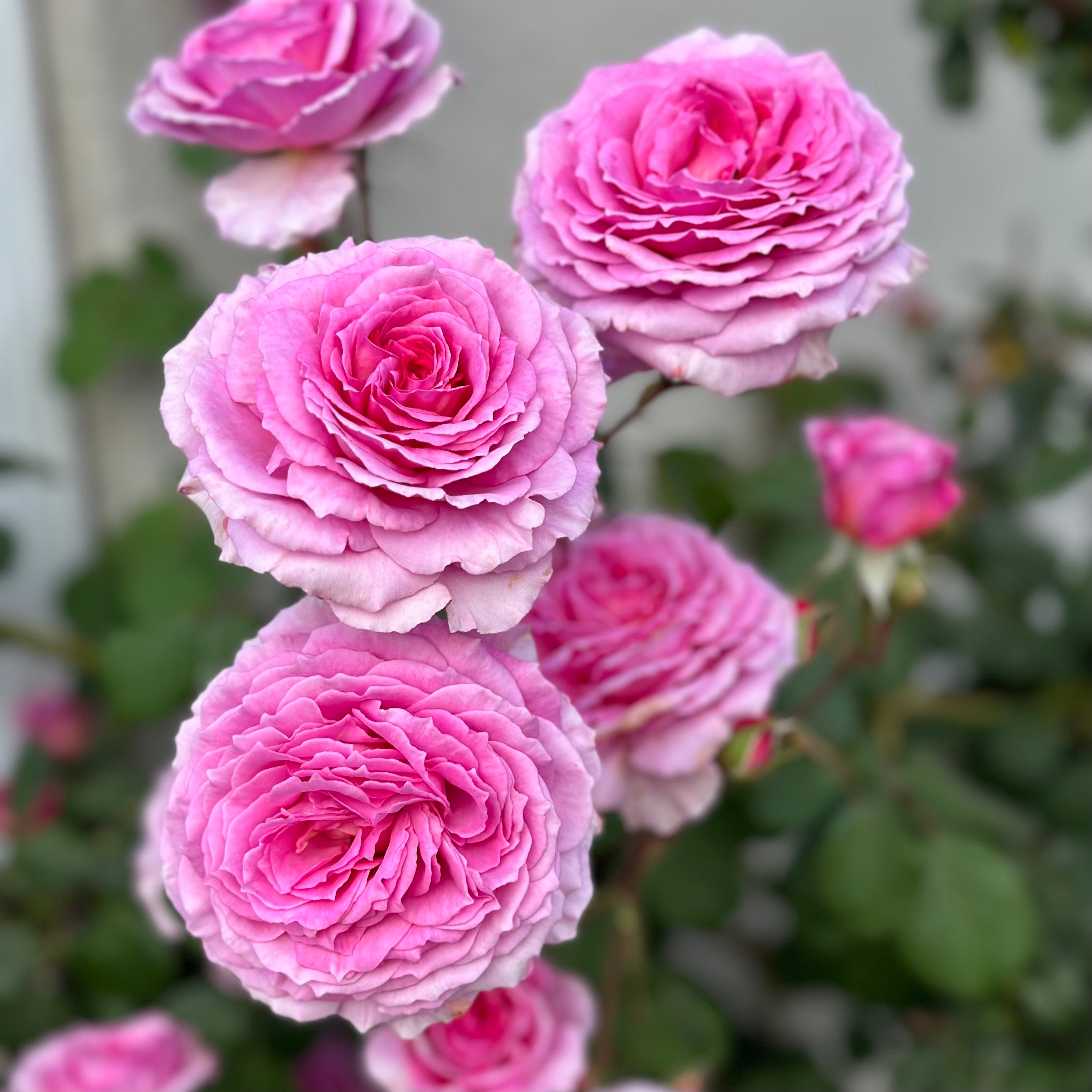 David Austin® James Galway® Potted Climbing Rose