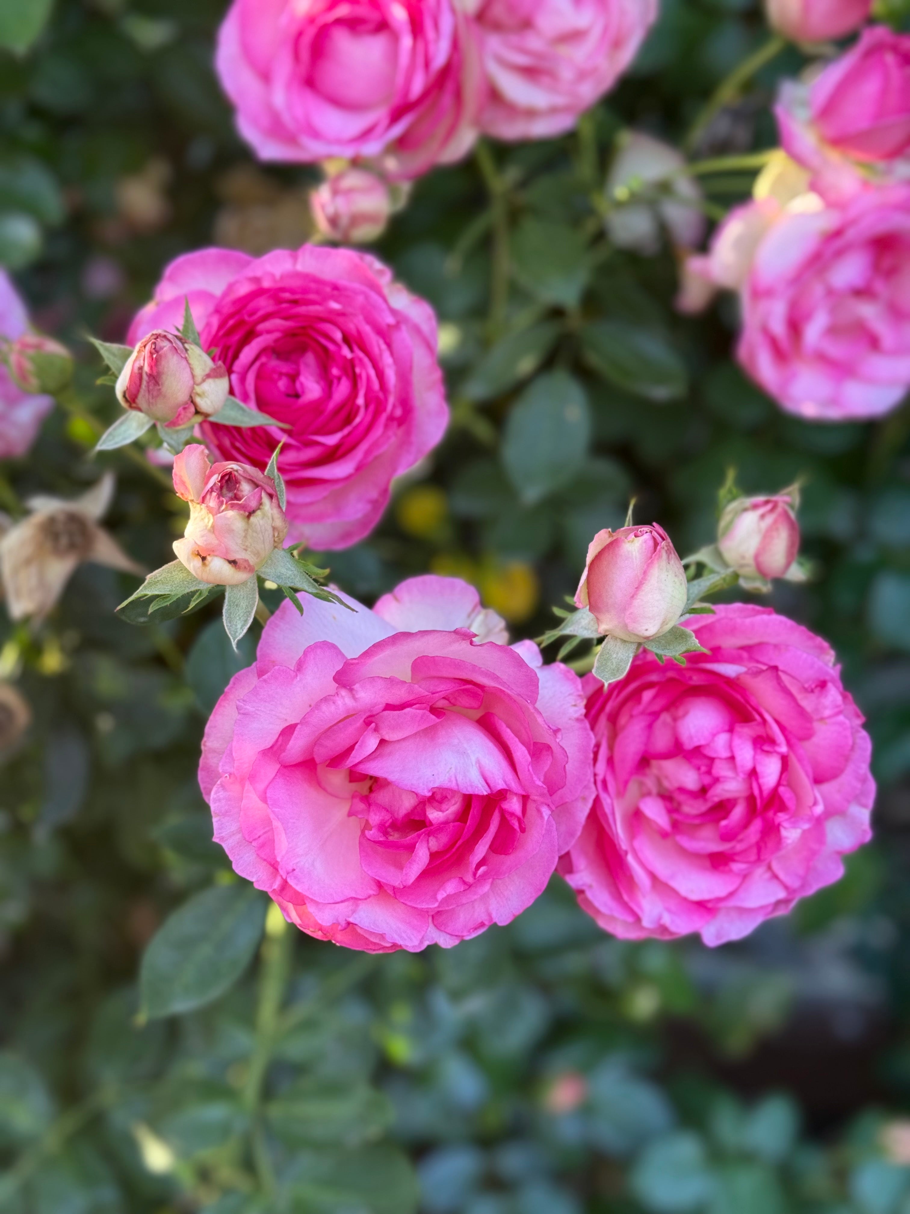 Eden Climber® Pretty In Pink Potted Climbing Rose