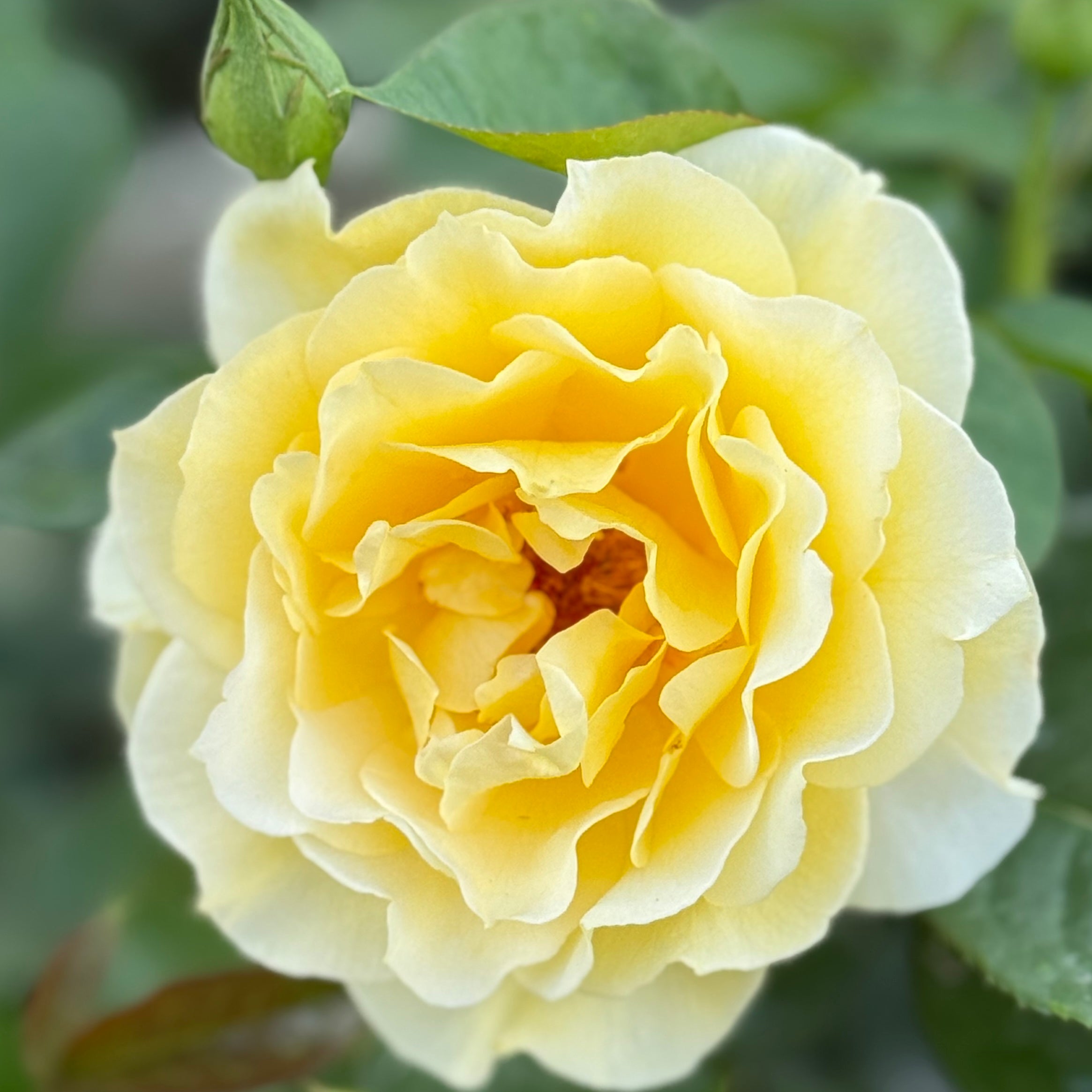 Quest for Zest™ Bare Root Tree Rose
