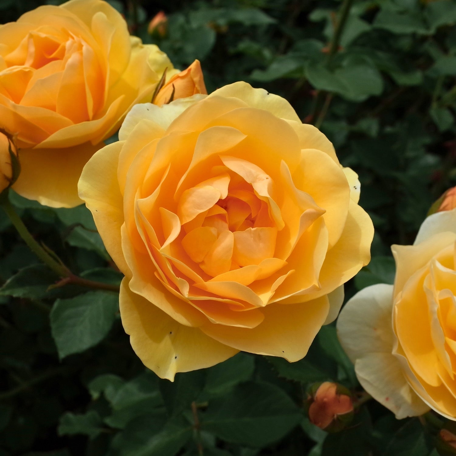 David Austin® Graham Thomas® Potted Climbing Rose