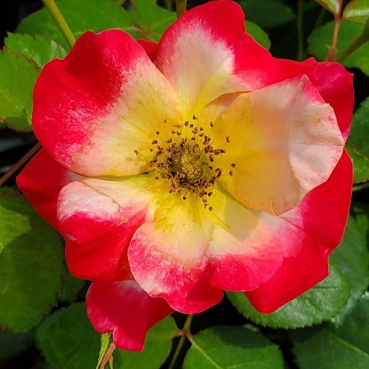 Rosa 'CA 29' - Campfire Rose