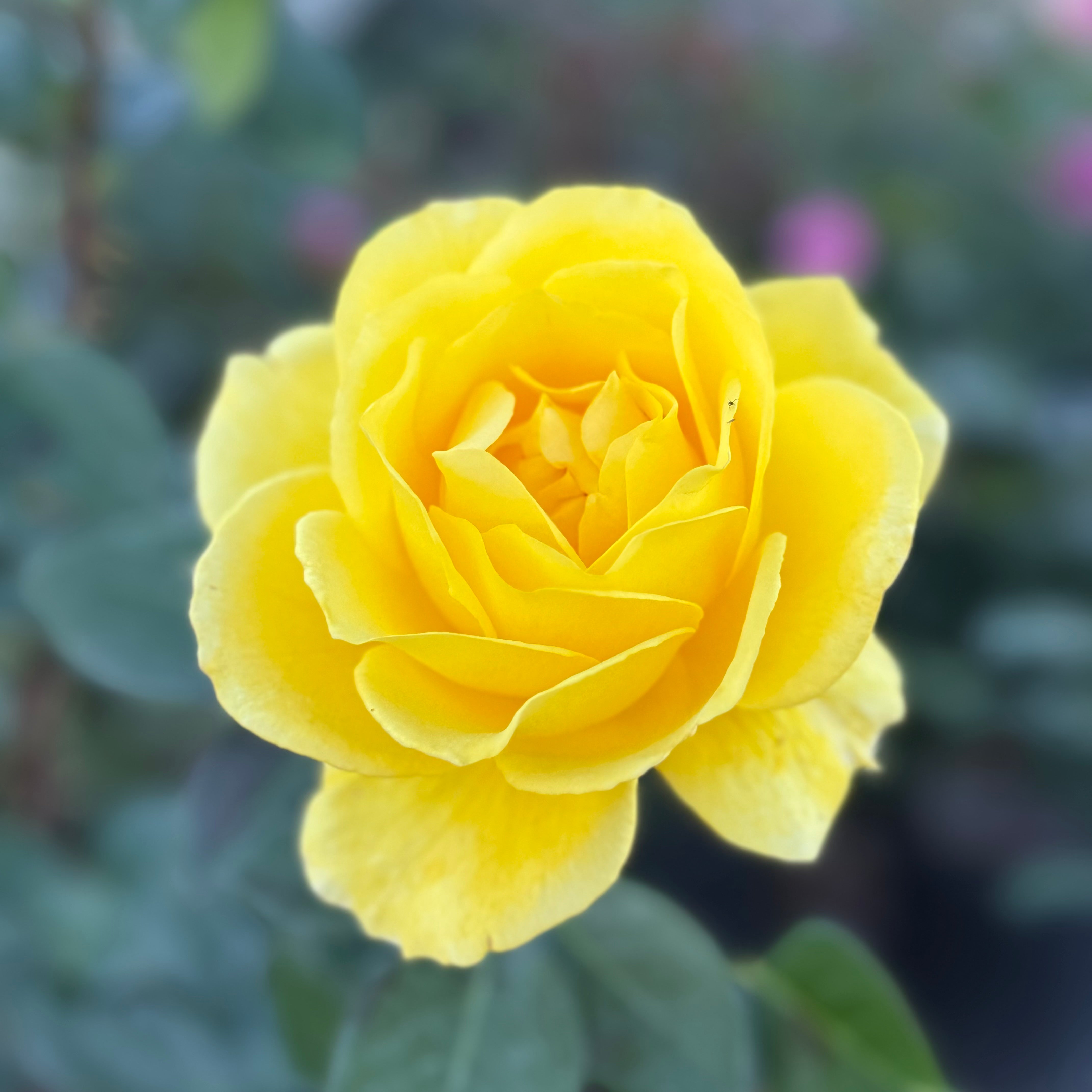 Quest for Zest™ Potted Tree Rose