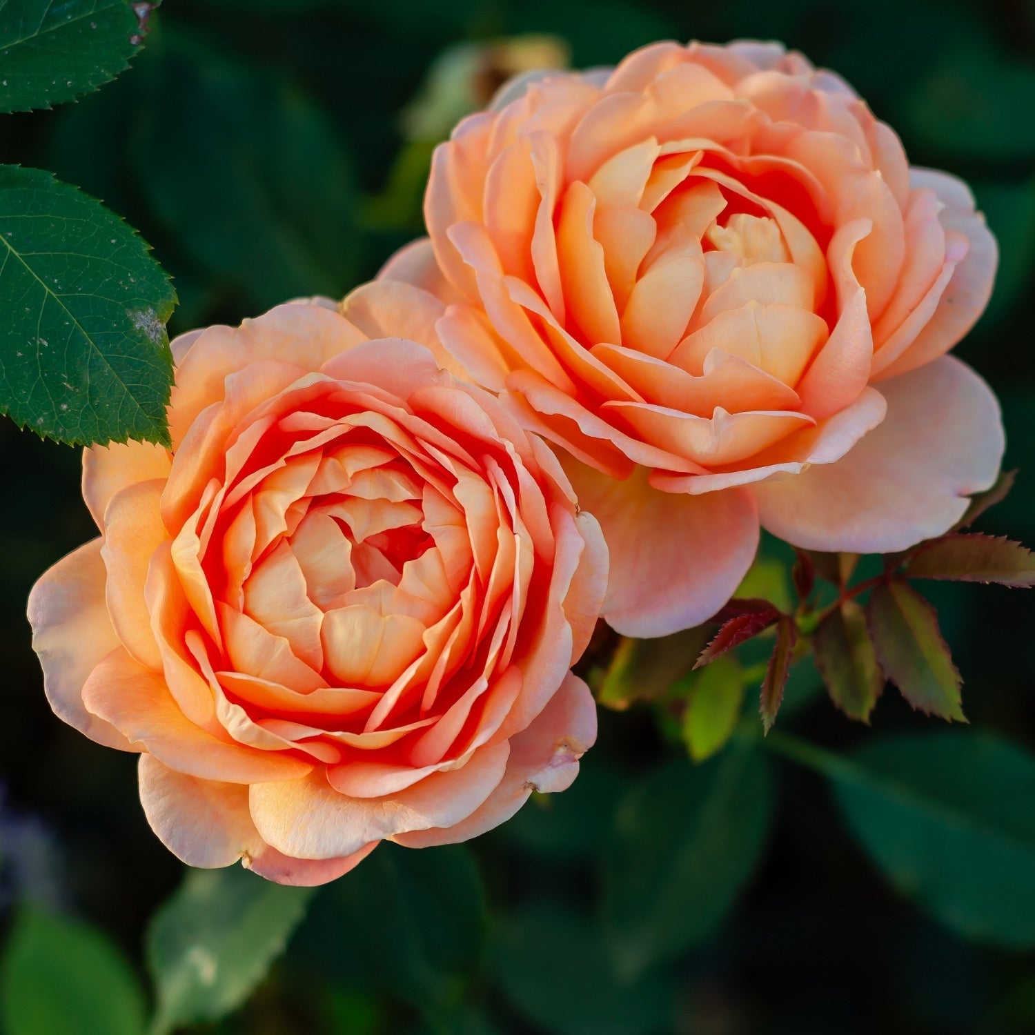 David Austin® Lady of Shalott™ Potted Rose Bush