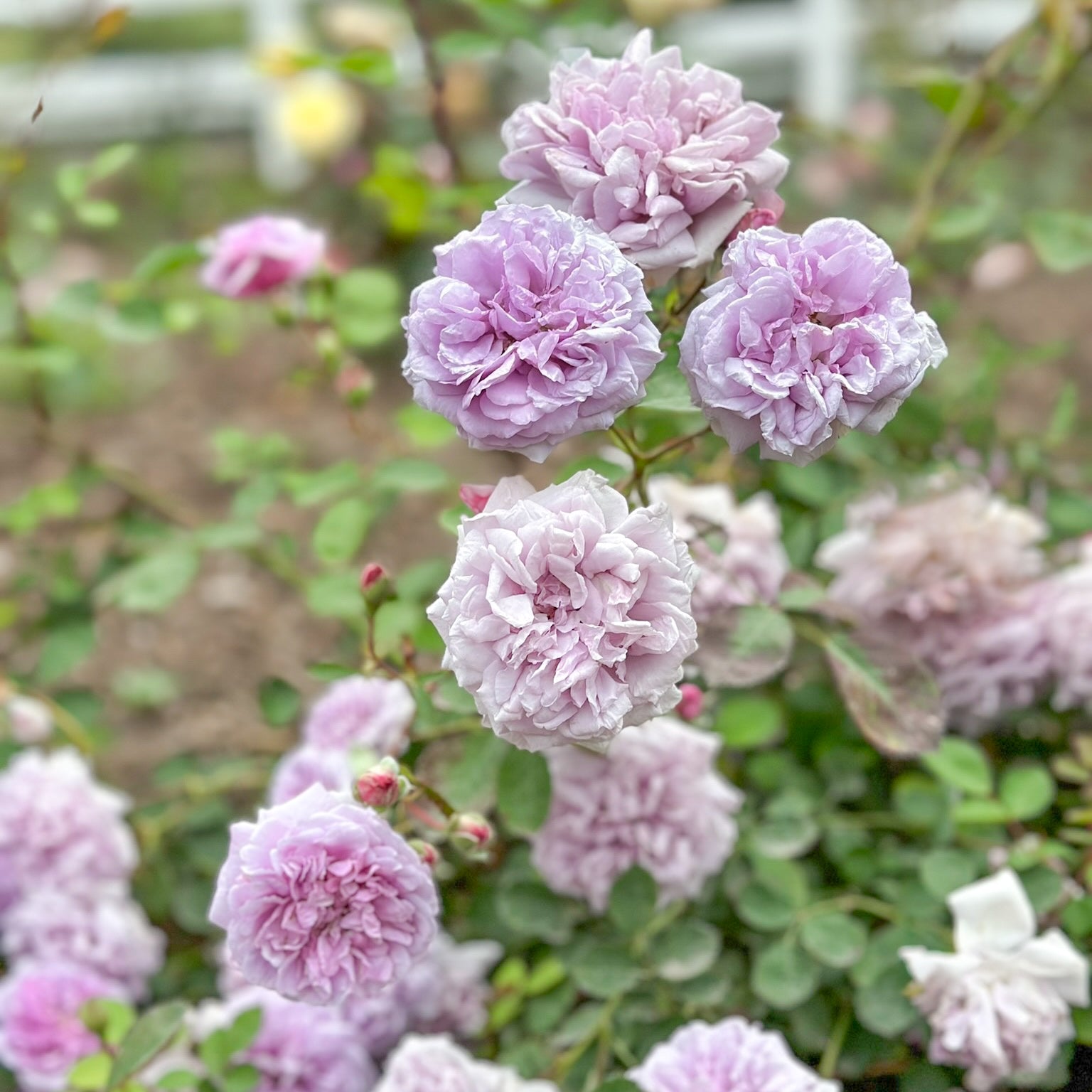 Rainy Blue Climbing Potted Rose Bush
