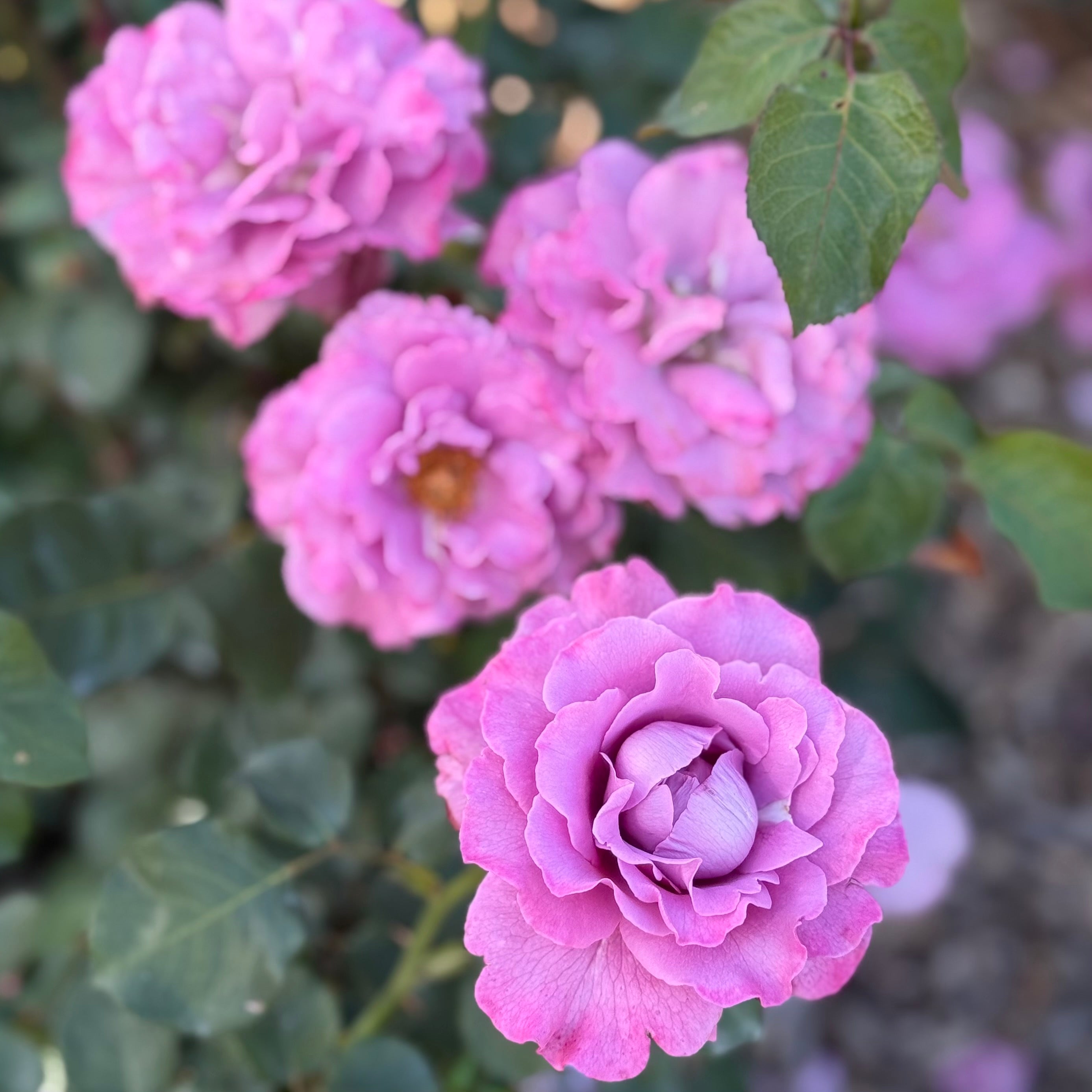Angel Face Bare Root Rose Bush
