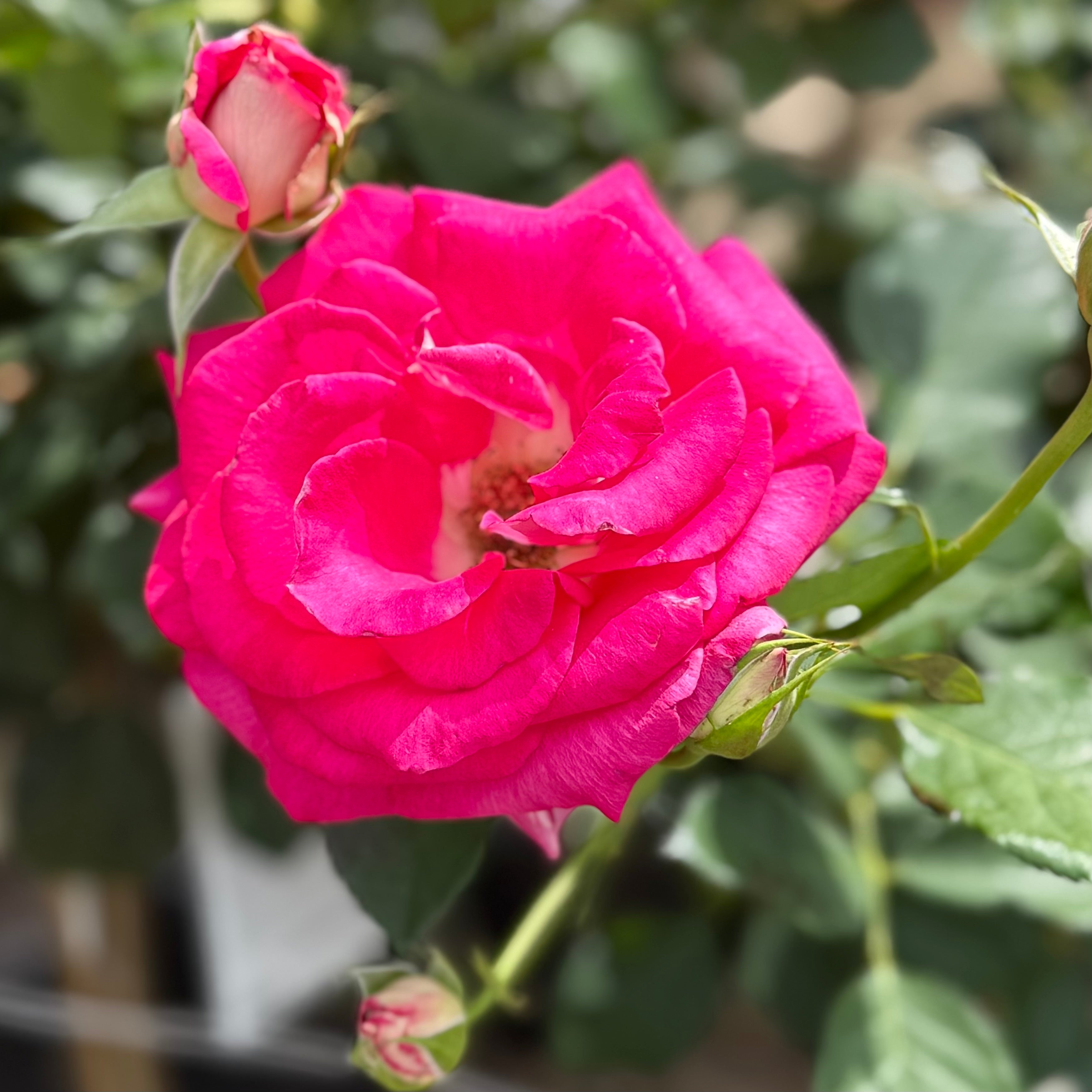 Picture Perfect™ Potted Rose Bush