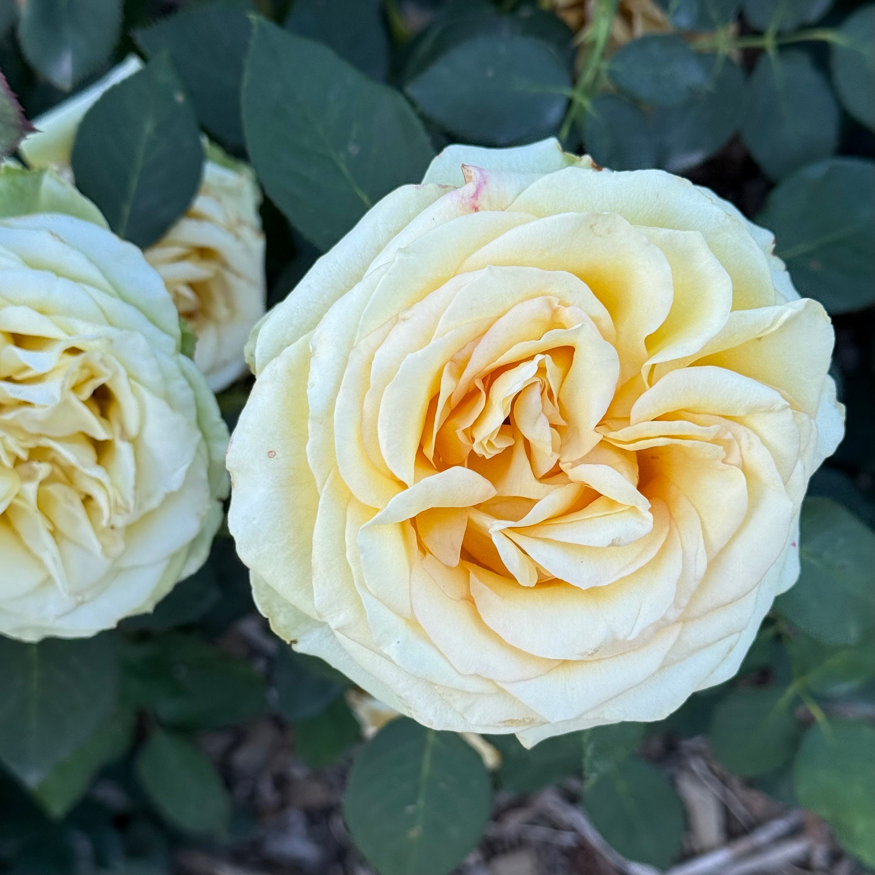 St Patrick™ Potted Rose Bush