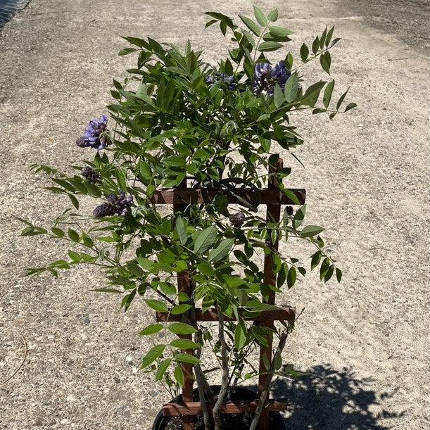 Wisteria 'Amethyst Falls' Potted Wisteria Plant