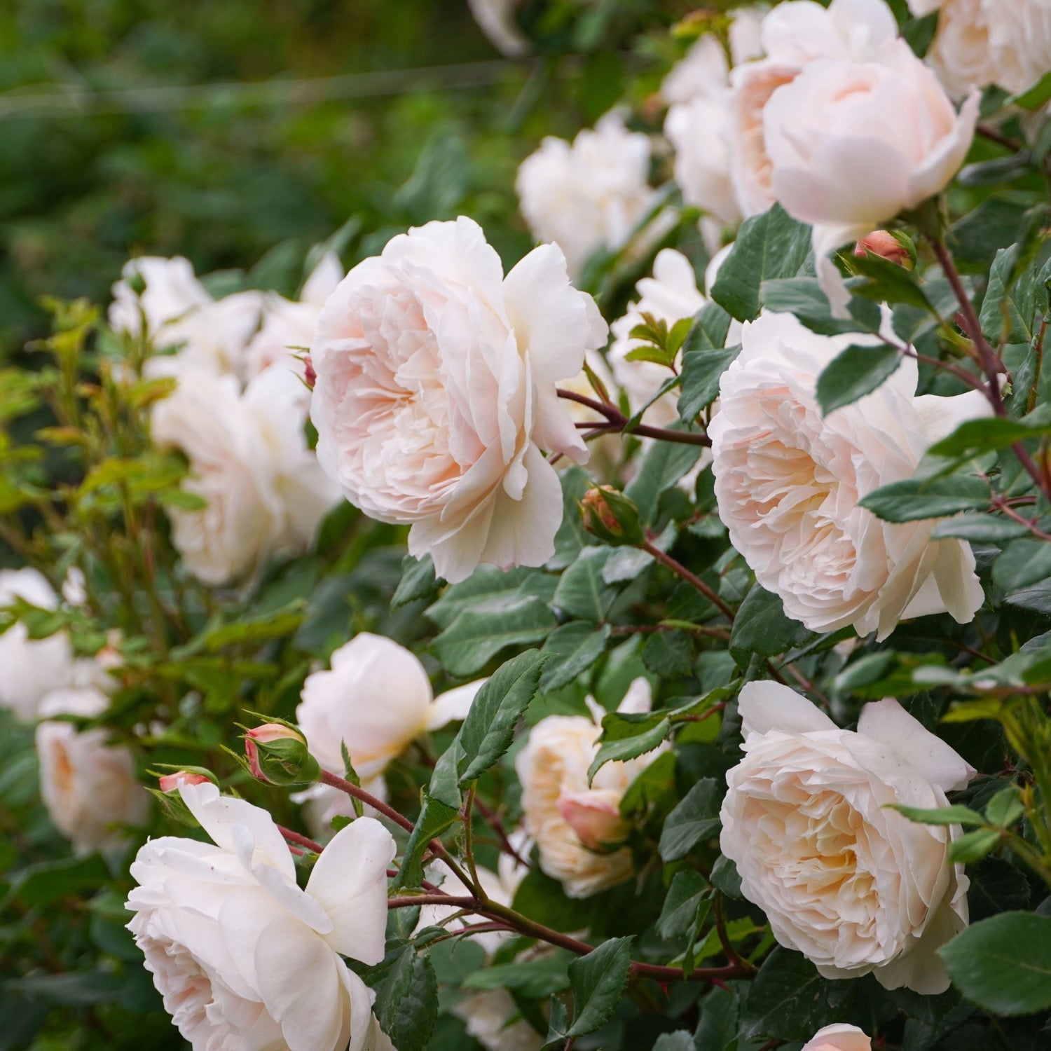 David Austin ® Crocus Rose Potted Rose Bush